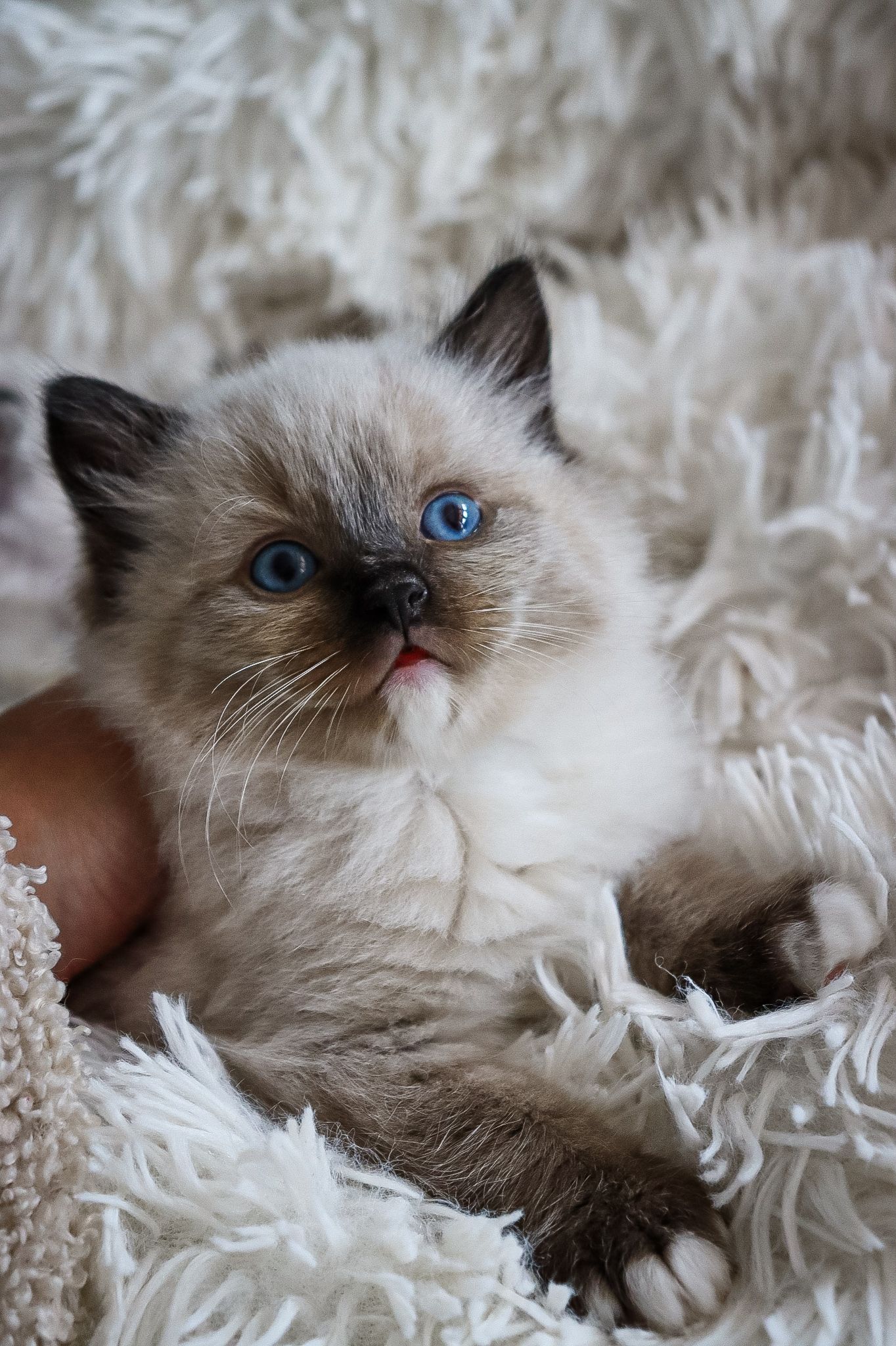 Cute of Silesia_Ragdoll foto 3