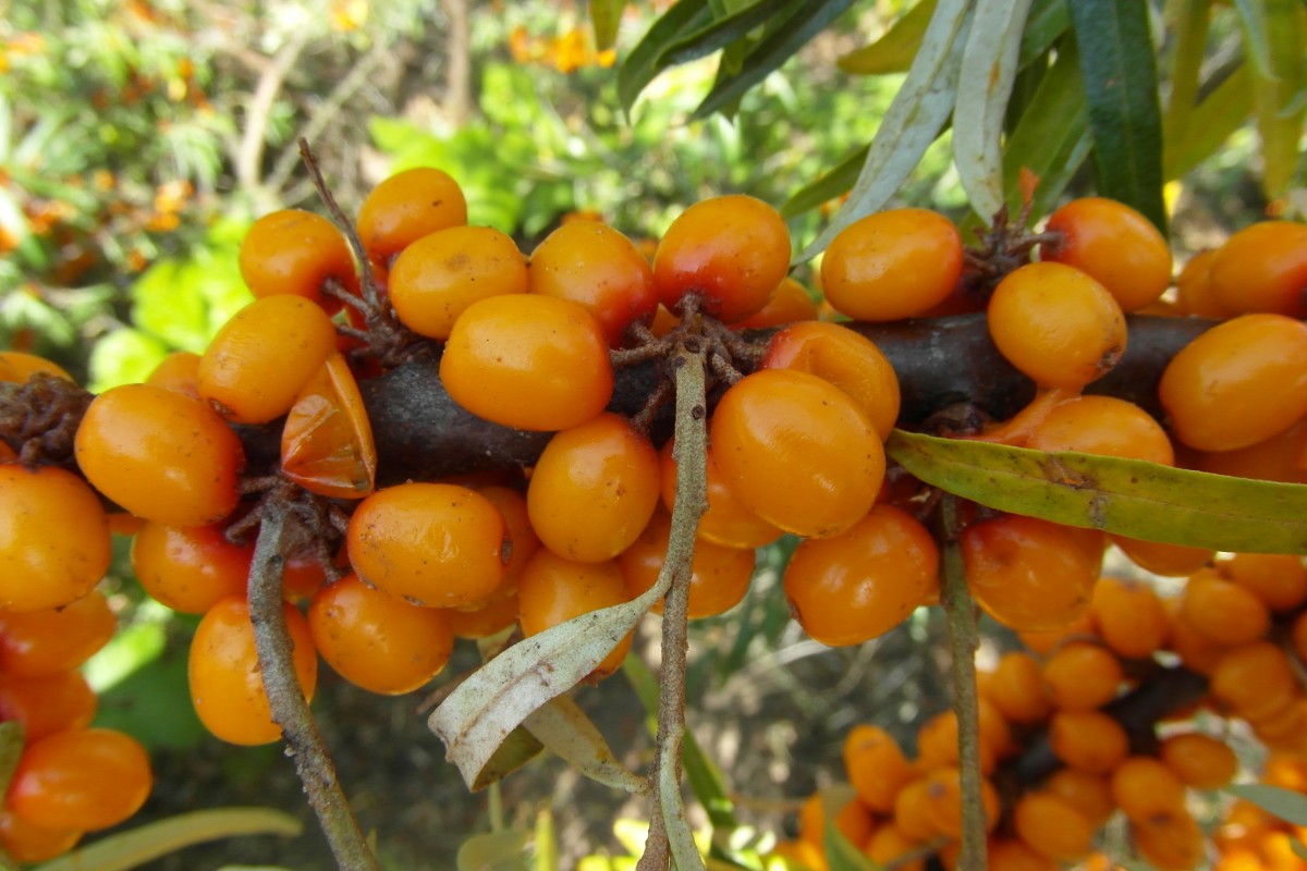 Rakytníky řešetlákové