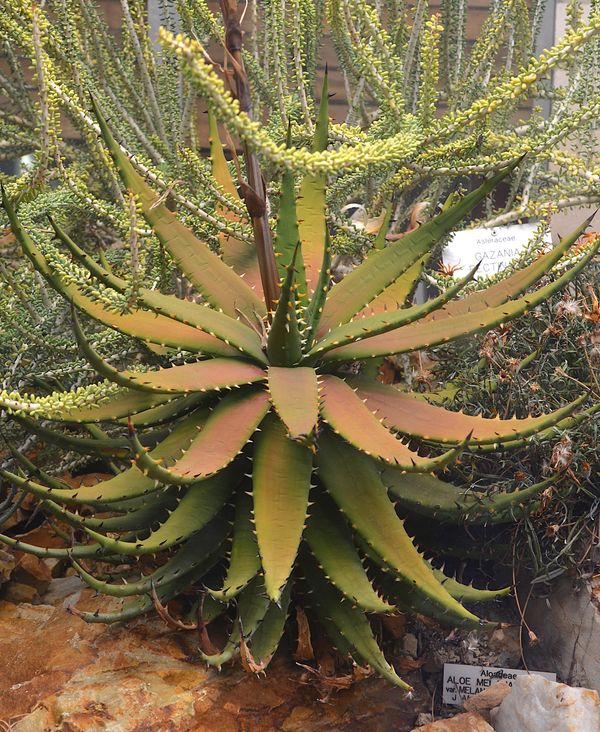 Botanická zahrada Přírodovědecké fakulty Univerzity Karlovy foto 2