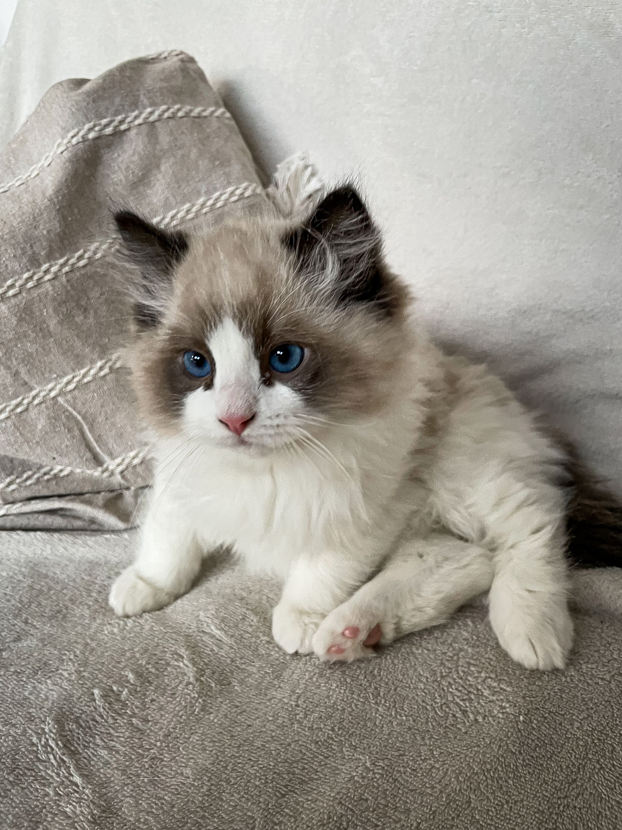 Cute of Silesia_Ragdoll foto 4