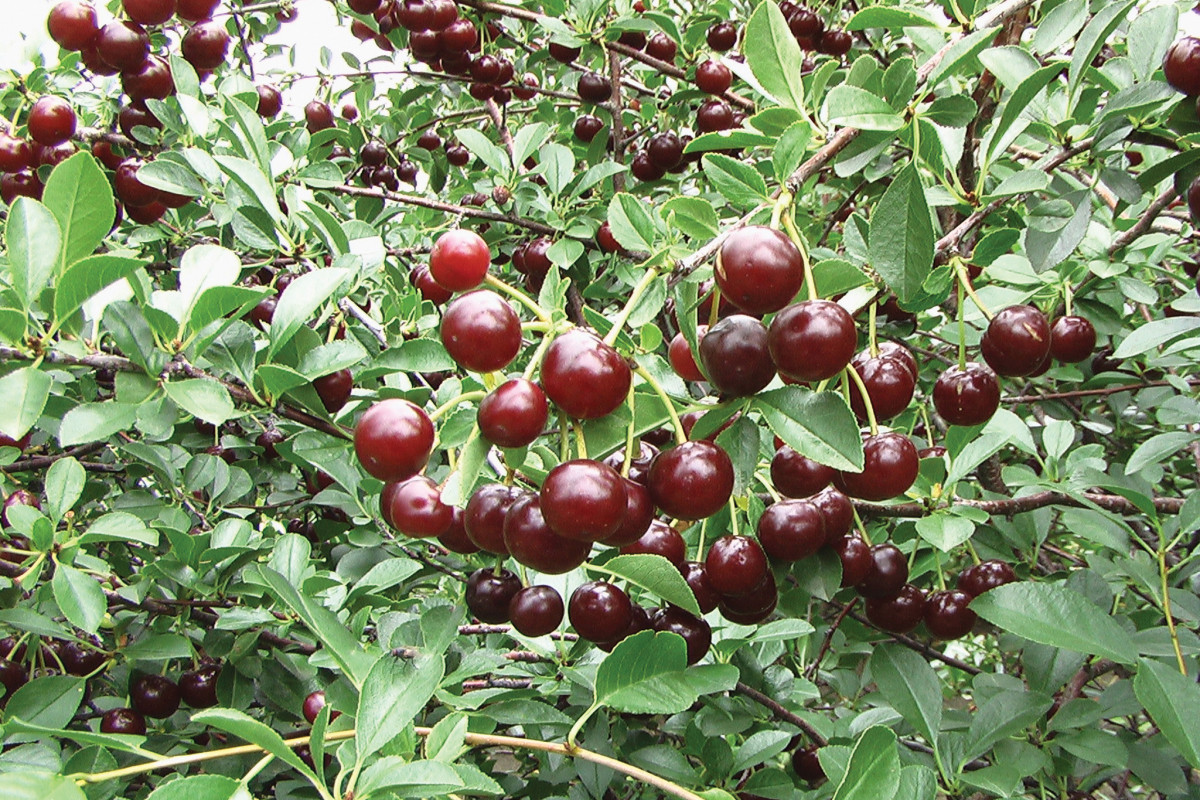 Zakrslé keřové višně