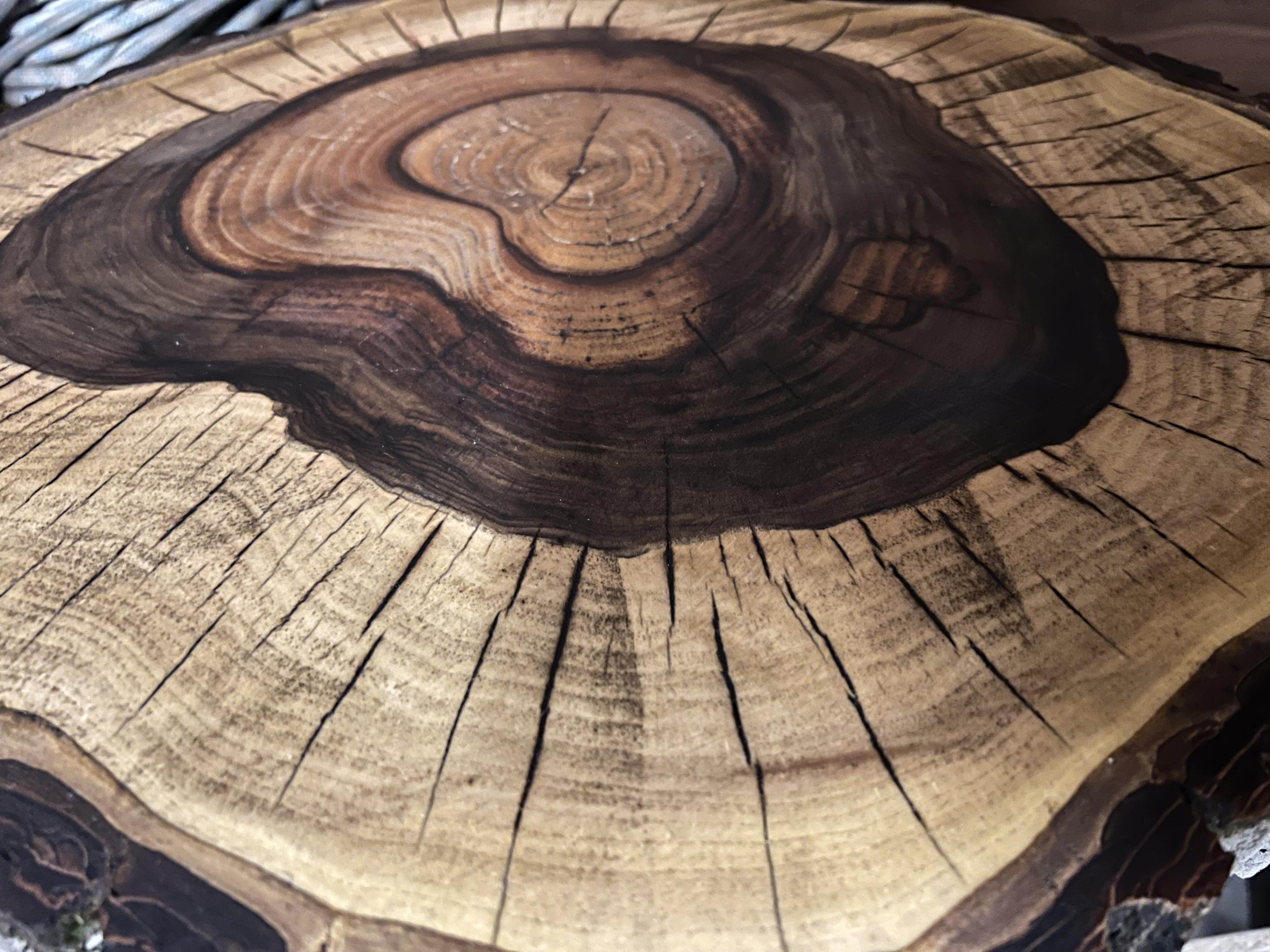 Jakub Štěpaník - Rizikové kácení stromů a stavební práce foto 6