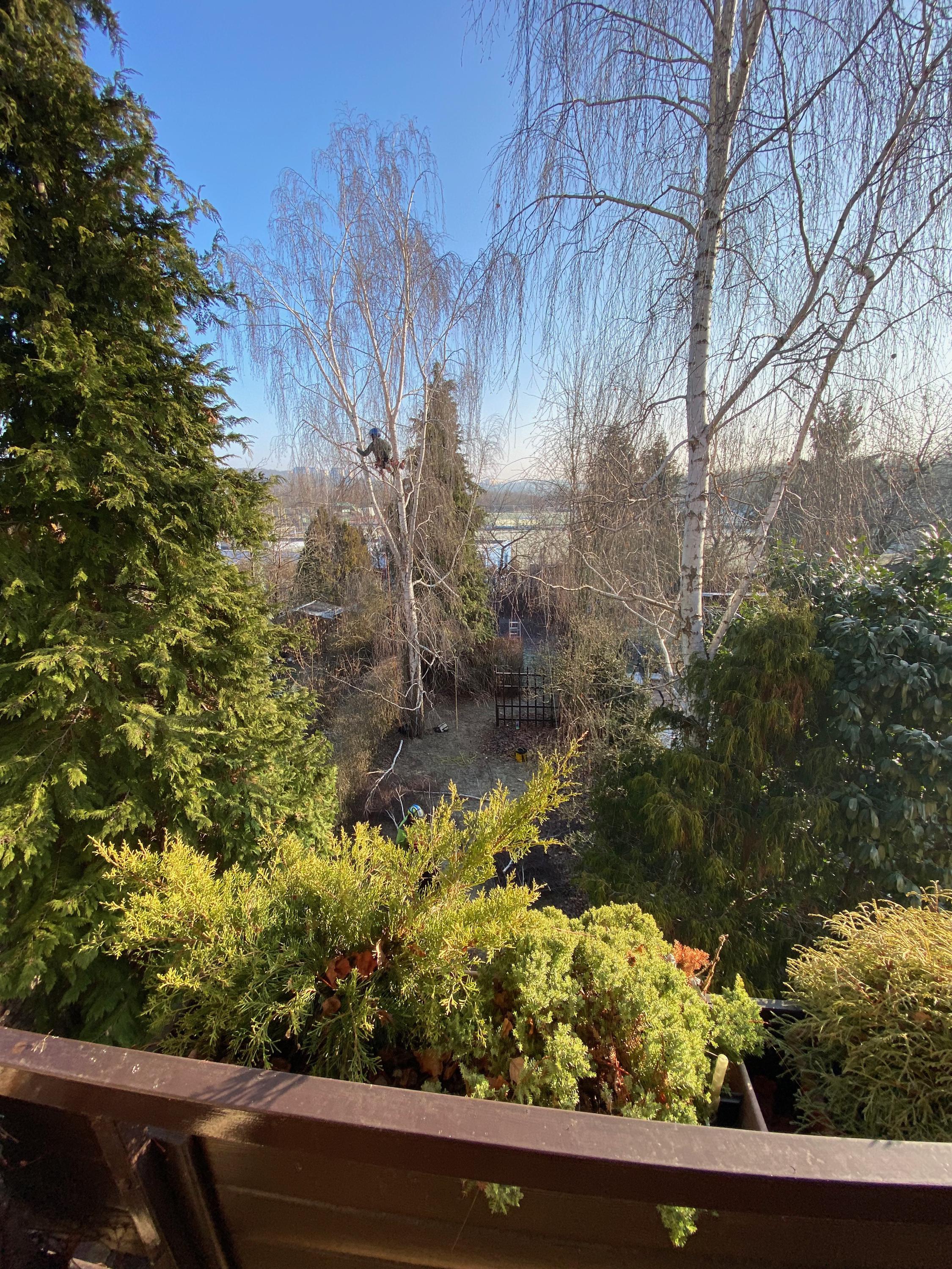 Tomáš Kopřiva - Arboristika a rizikové kácení foto 4