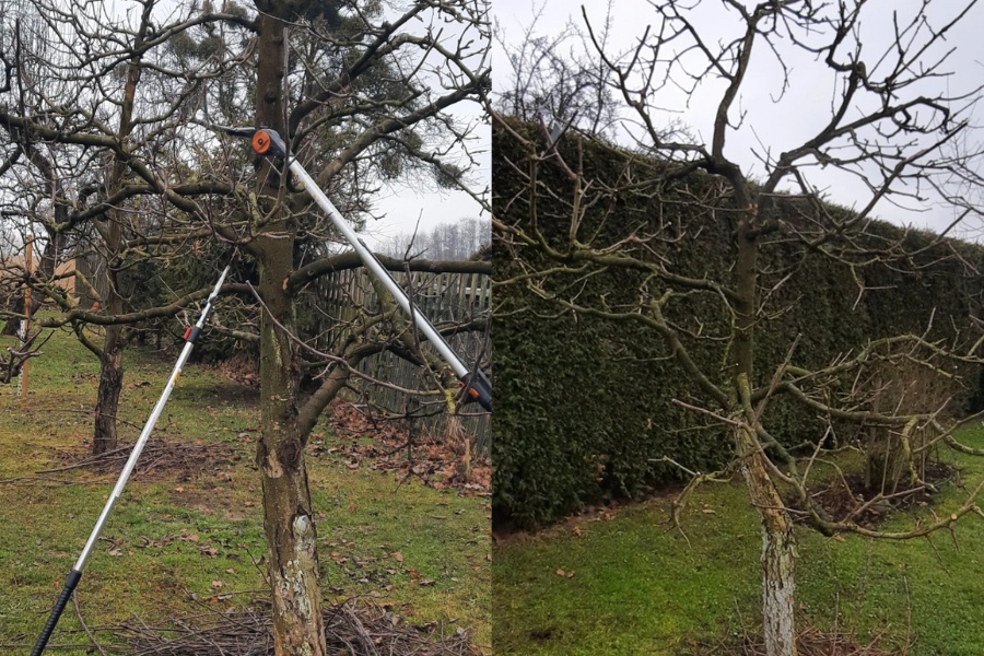 Stříhání ovocných stromků