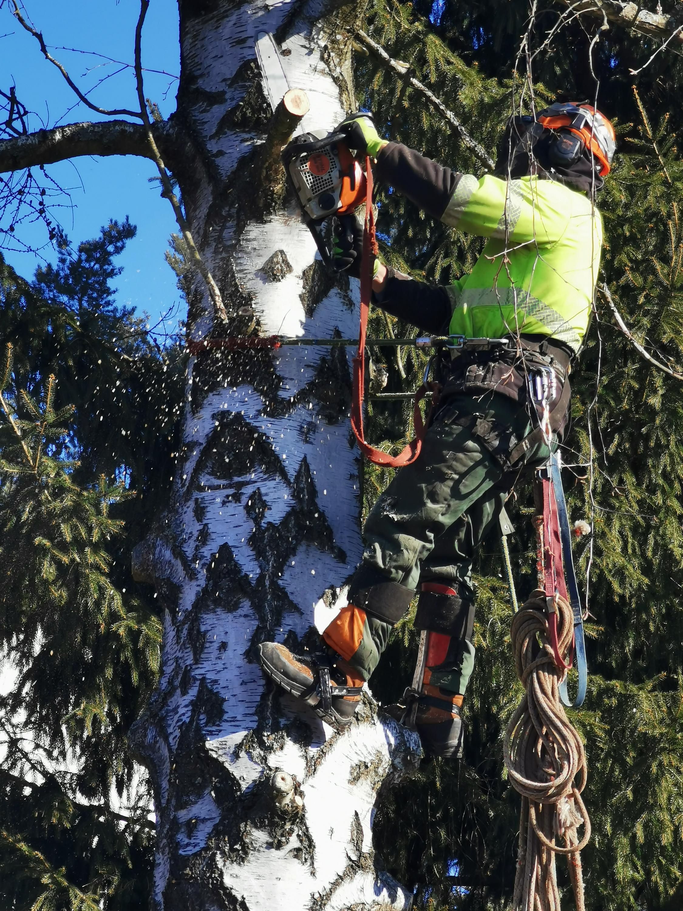Rizikové kácení stromů - Václav Dufek foto 6