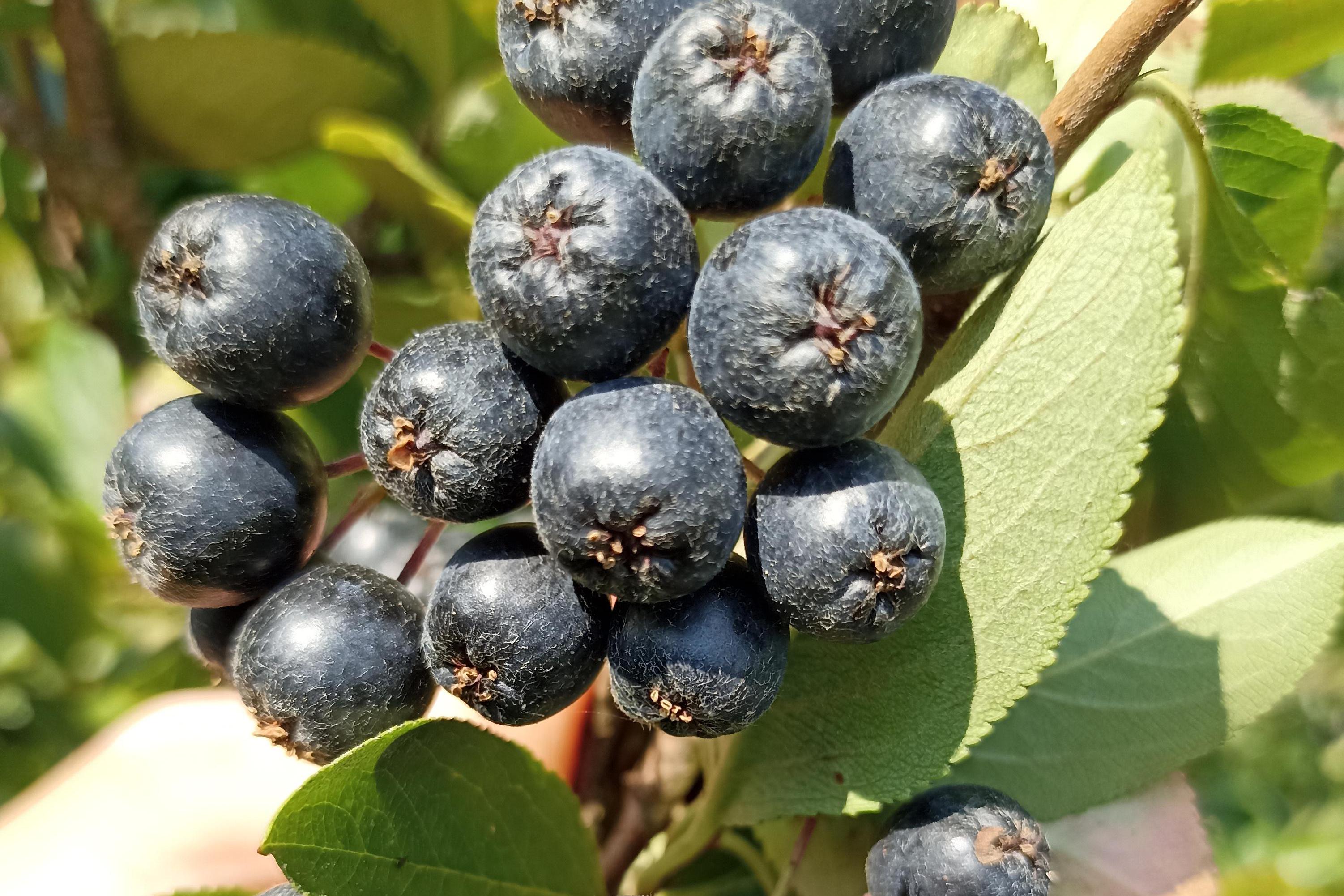 Aronie - černý jeřáb