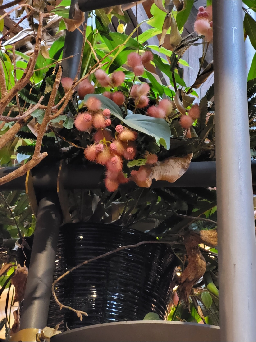 CAFE BUDDHA - škola vaření foto 3