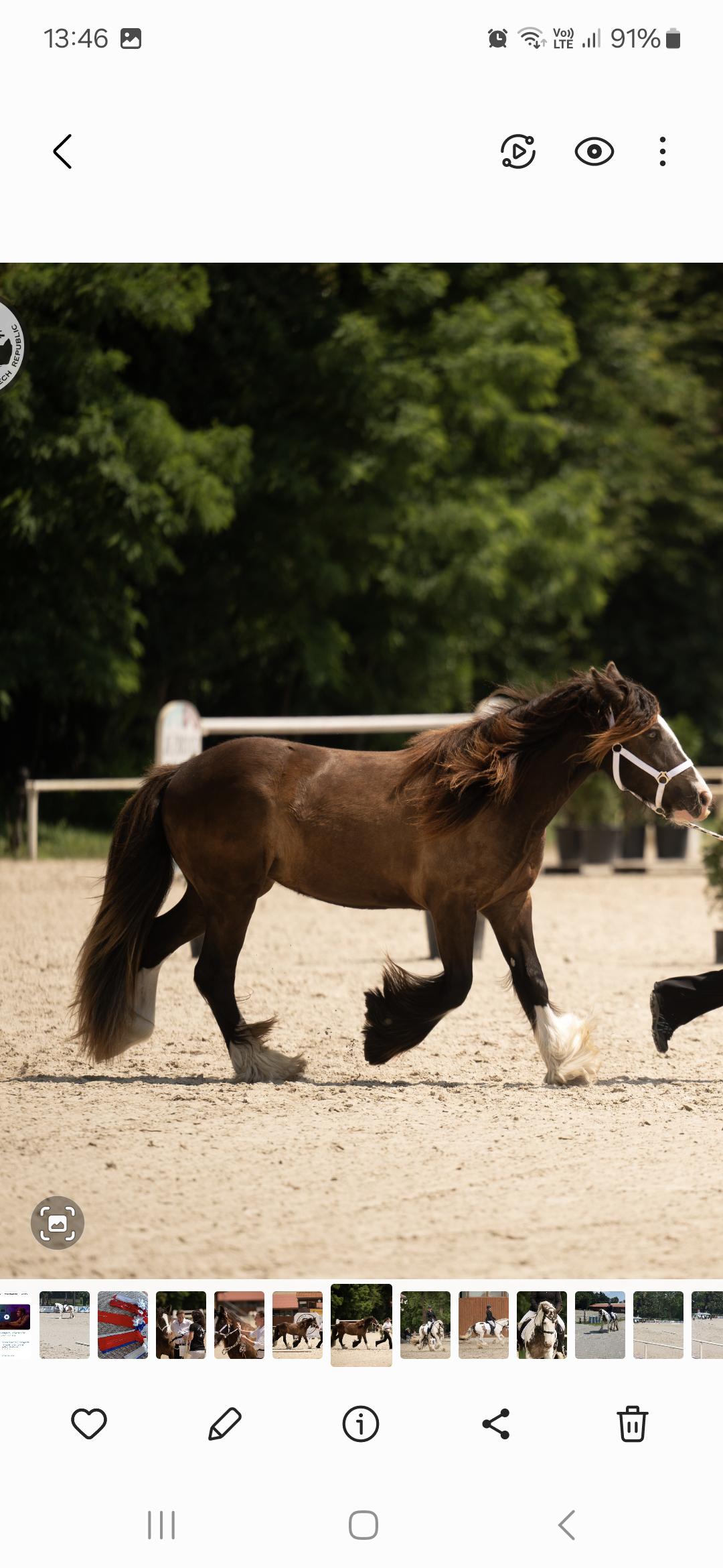 Rodinná stáj Irish Cob - Martina Pintrová foto 3