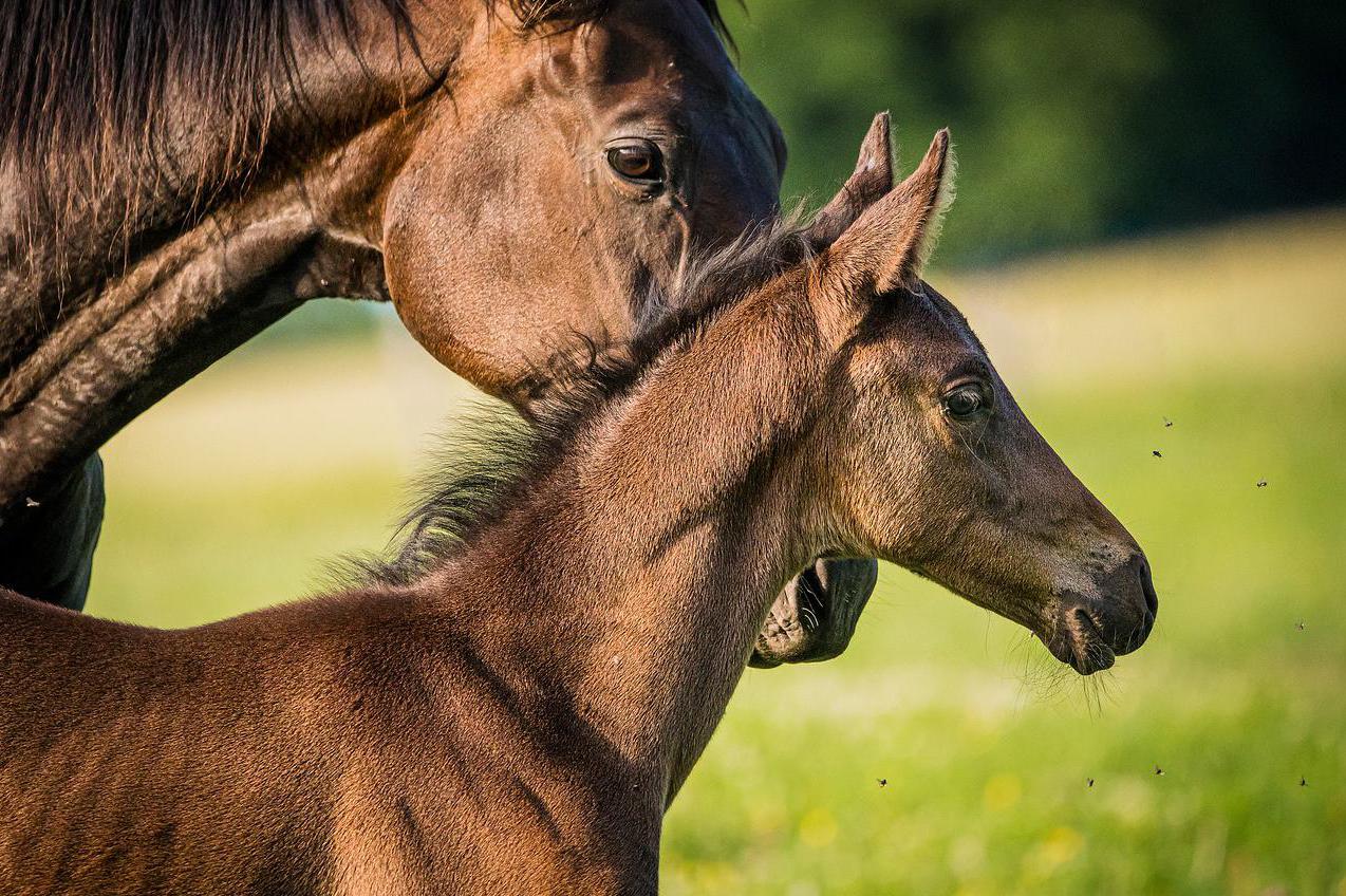 Farma pod Janovou horou
