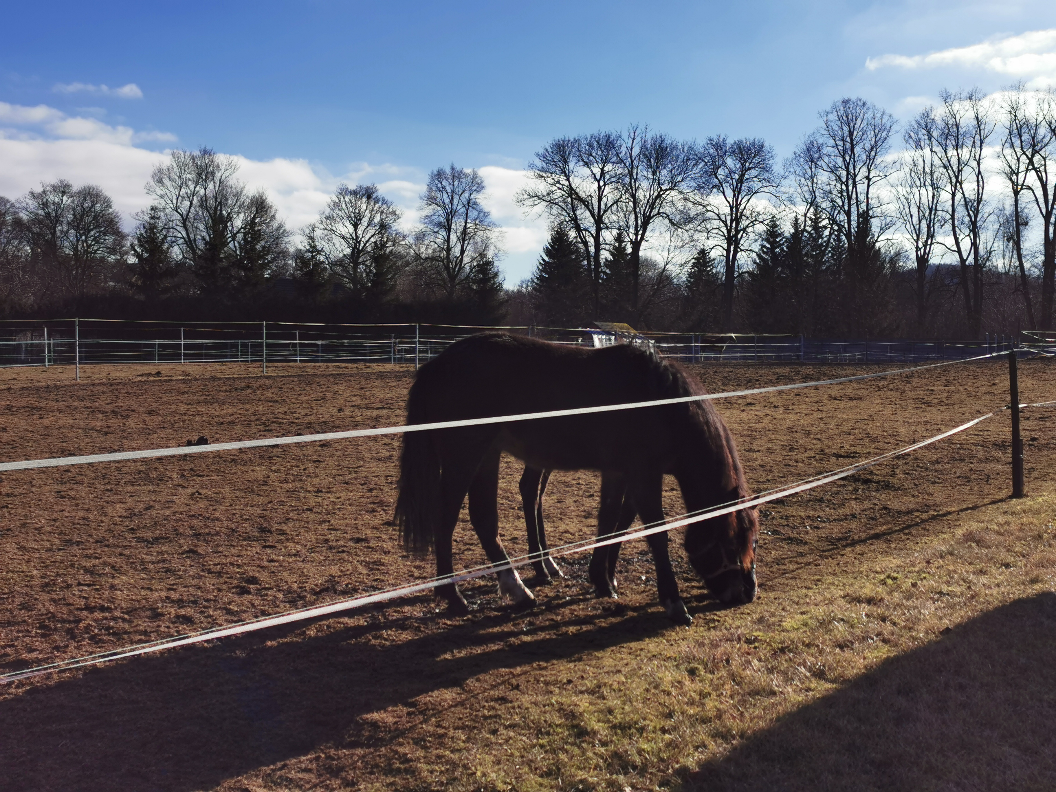 JS Kočík - Jezdecký klub foto 5