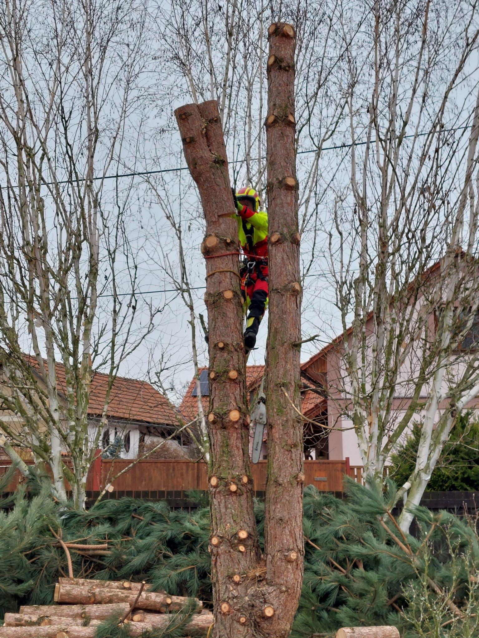 David Bém | Rizikové kácení & Výškové práce, čištění střech, fasád, dlažeb