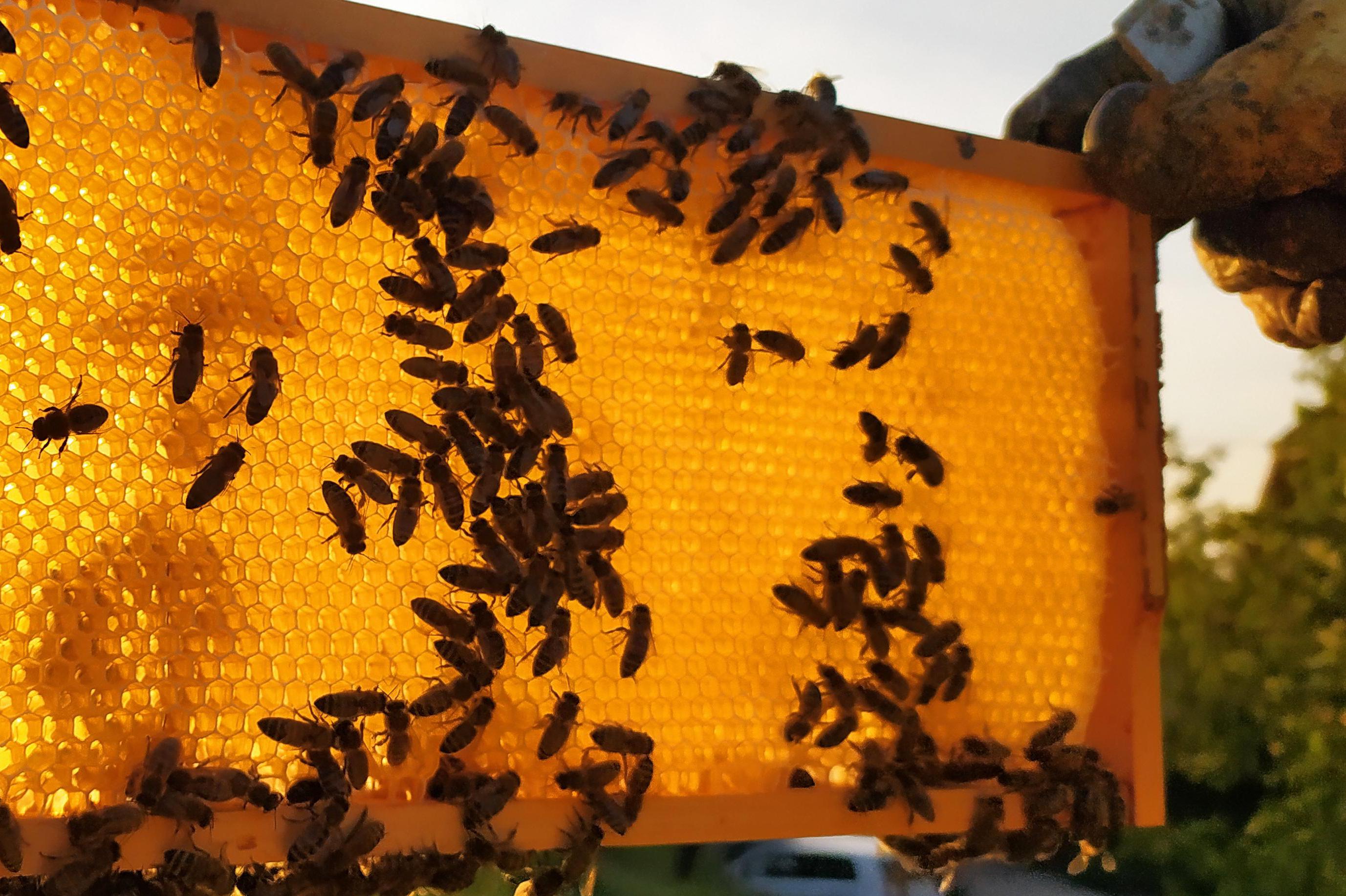 Rodinné včelařství Roztočilovi