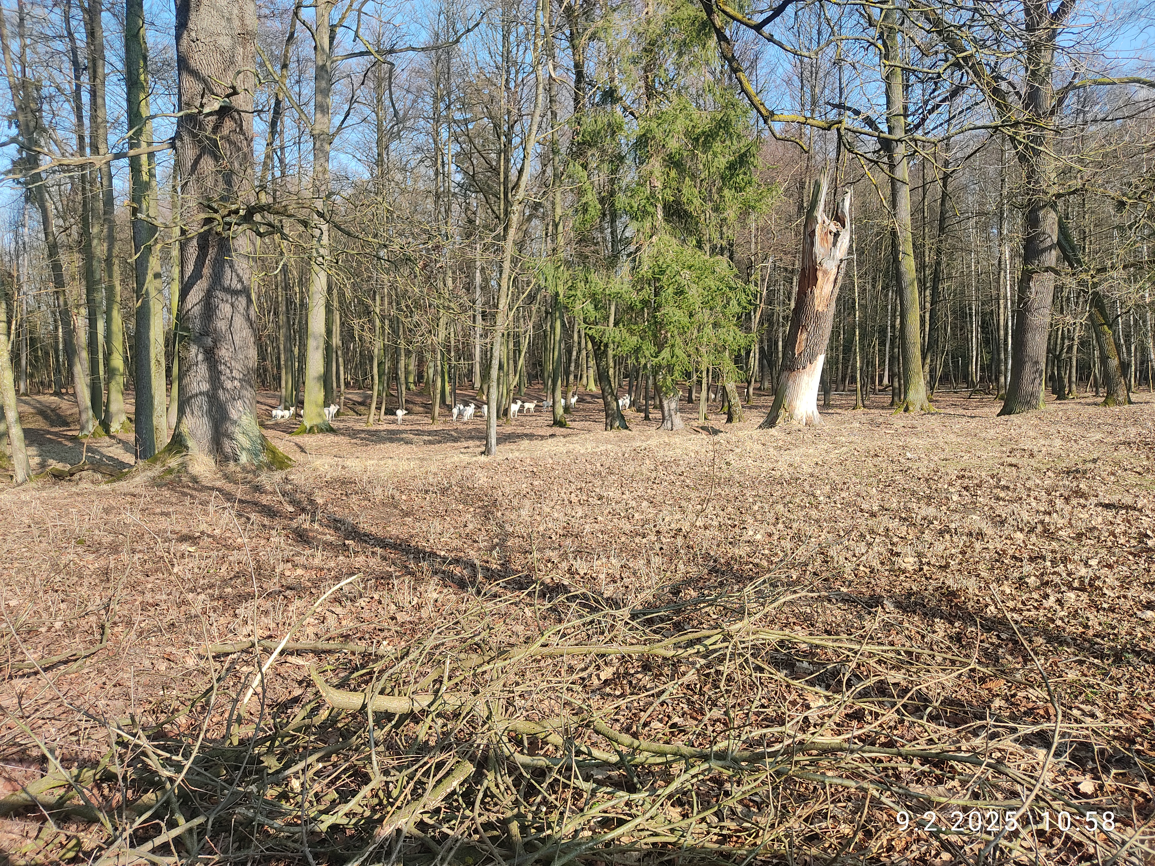 Lesní statek Bědovice foto 6