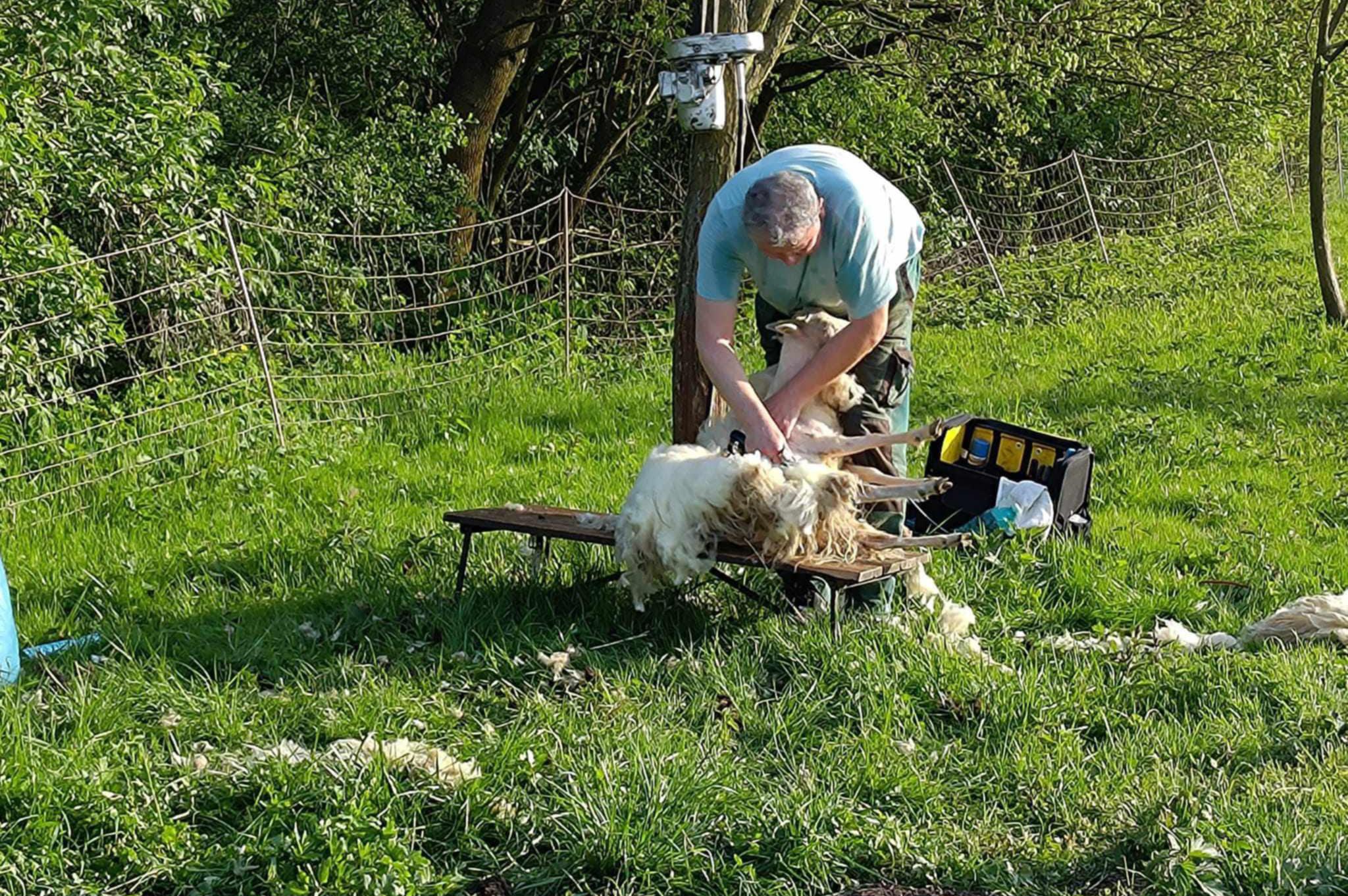 František Pospíšil - střihání ovcí