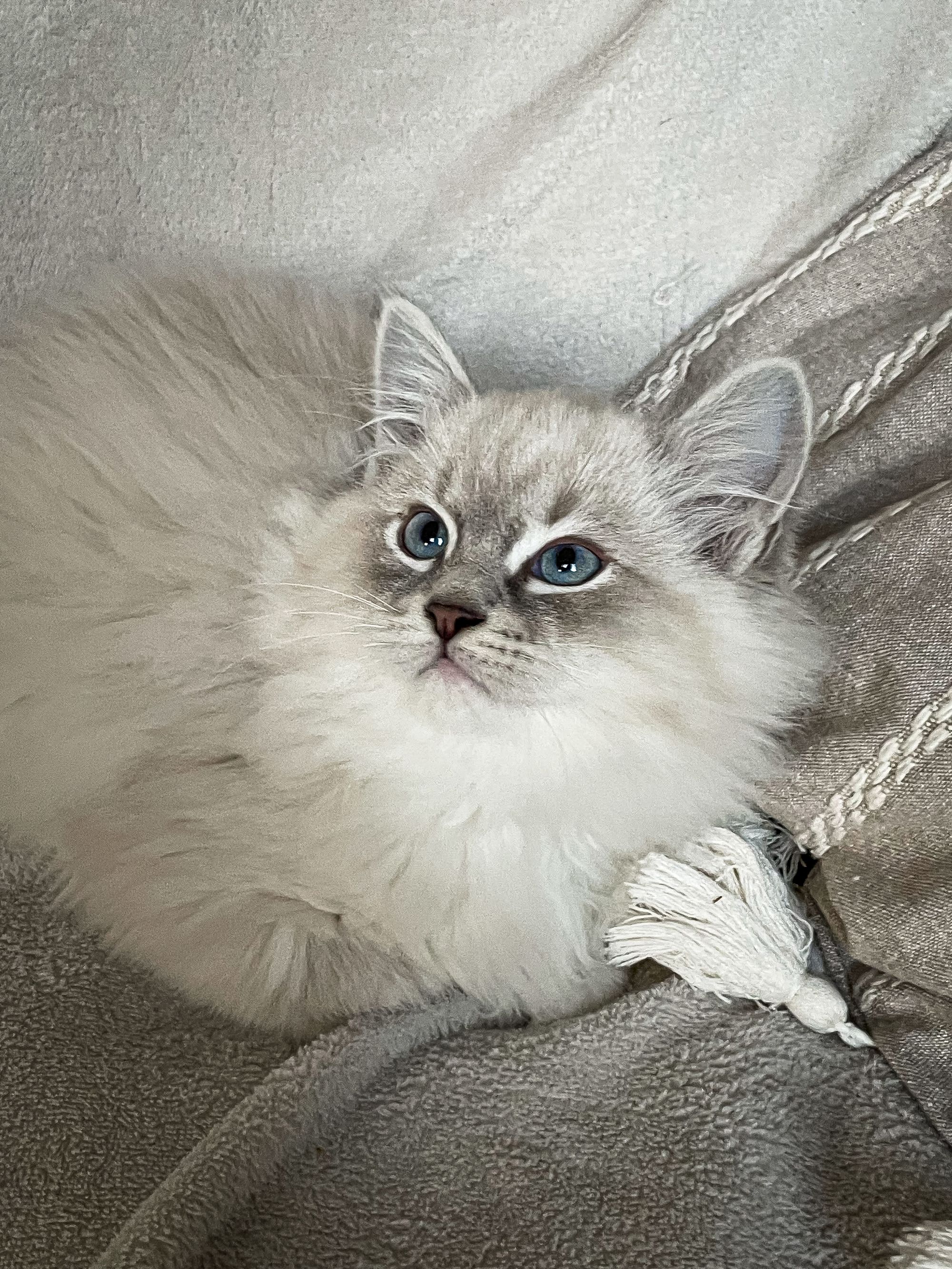 Cute of Silesia_Ragdoll foto 4