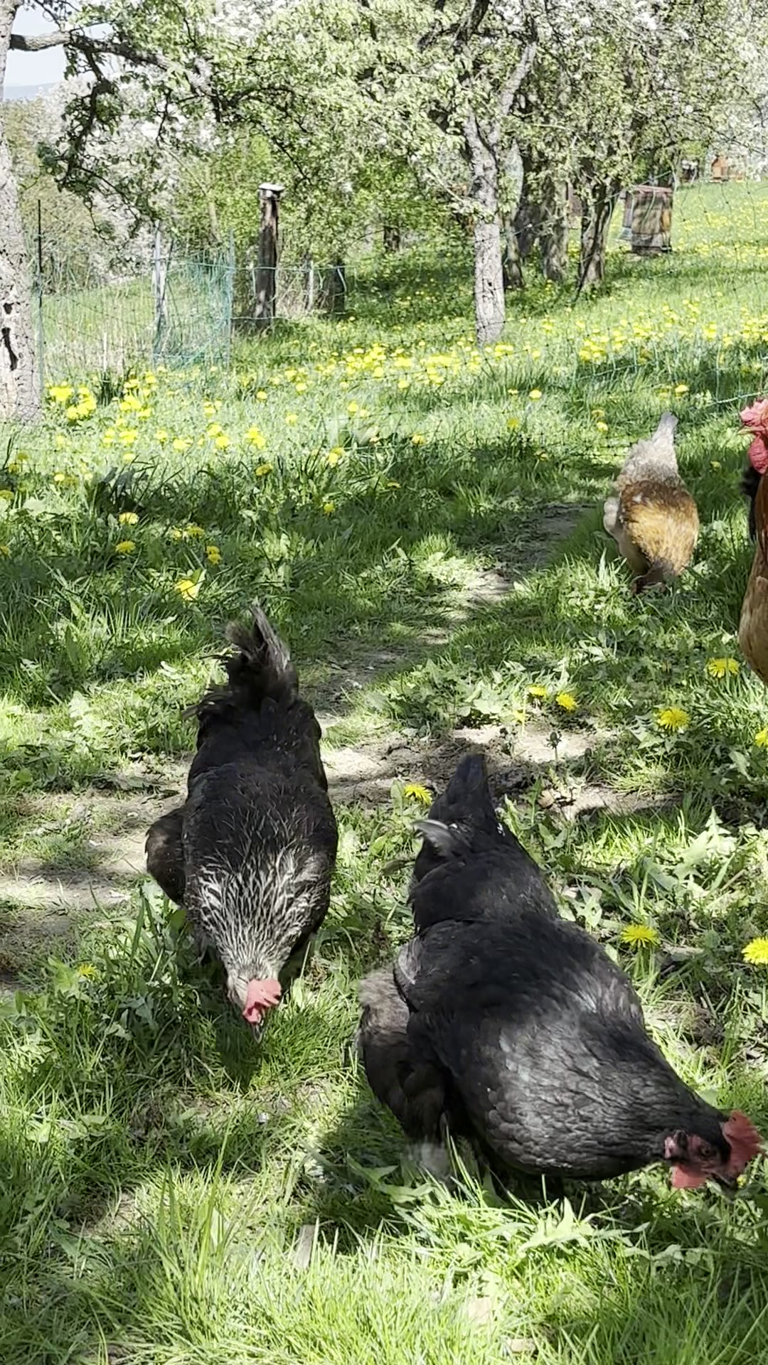 Biofarma Ludmila s.r.o. foto 2 (náhled videa)