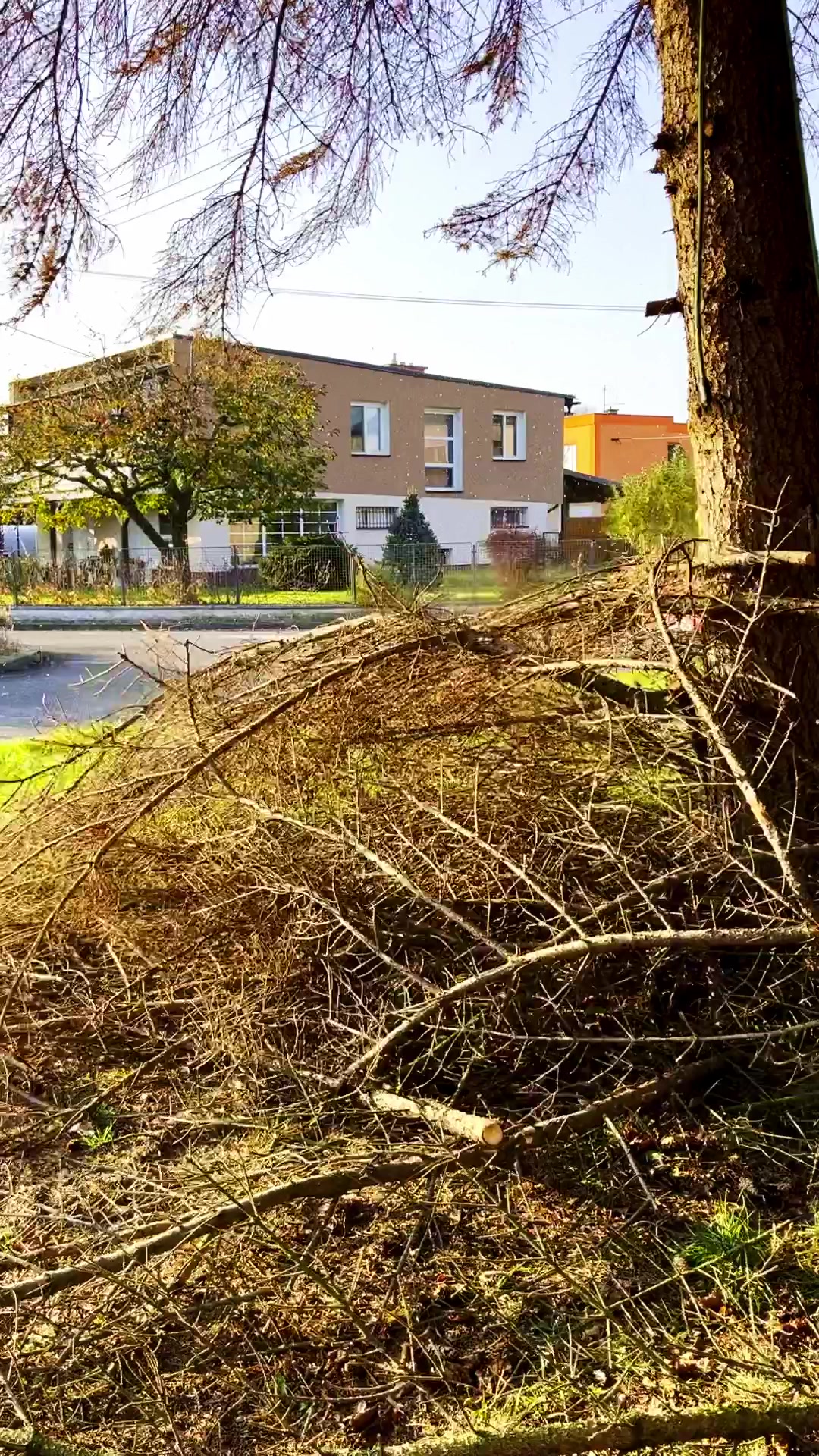 OKzeleň foto 2 (náhled videa)