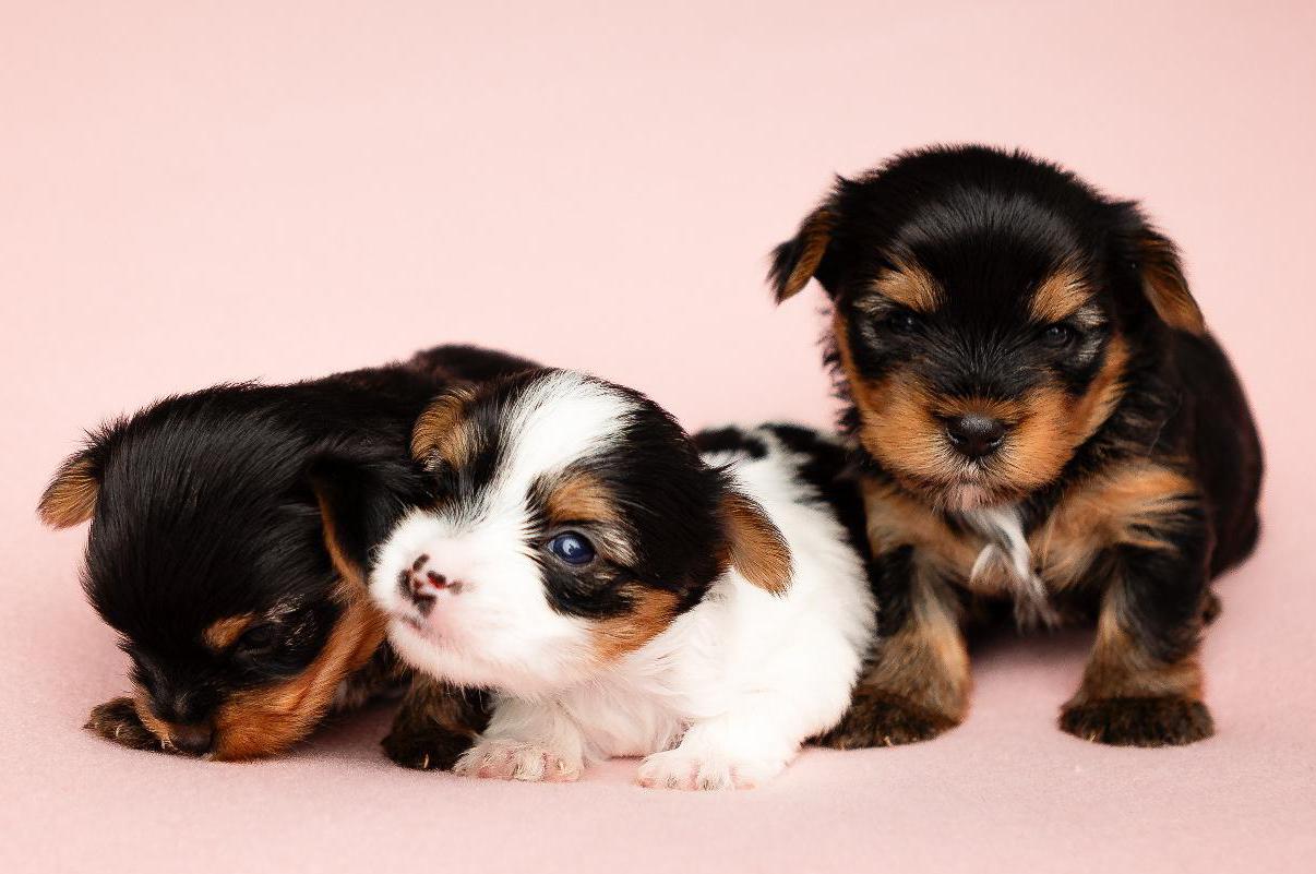 Chovatelská stanice VON OLD River