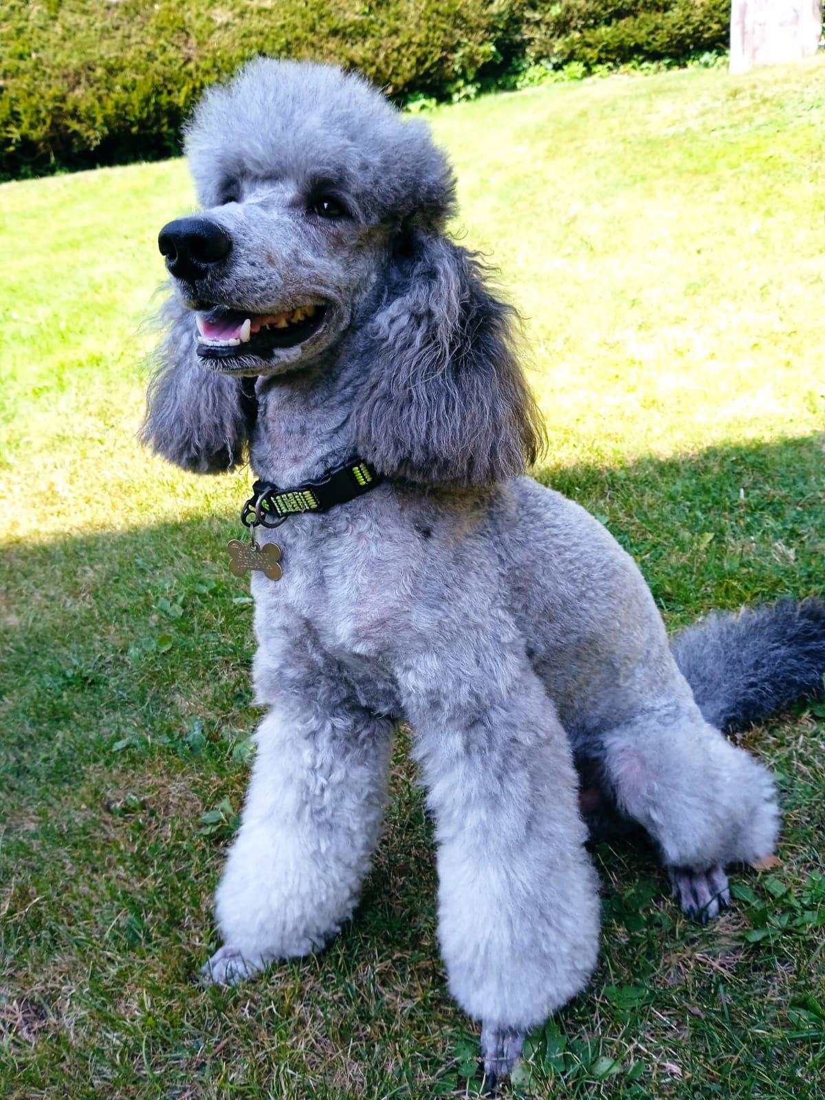 Petra Kratochvílová stříhání psů foto 6