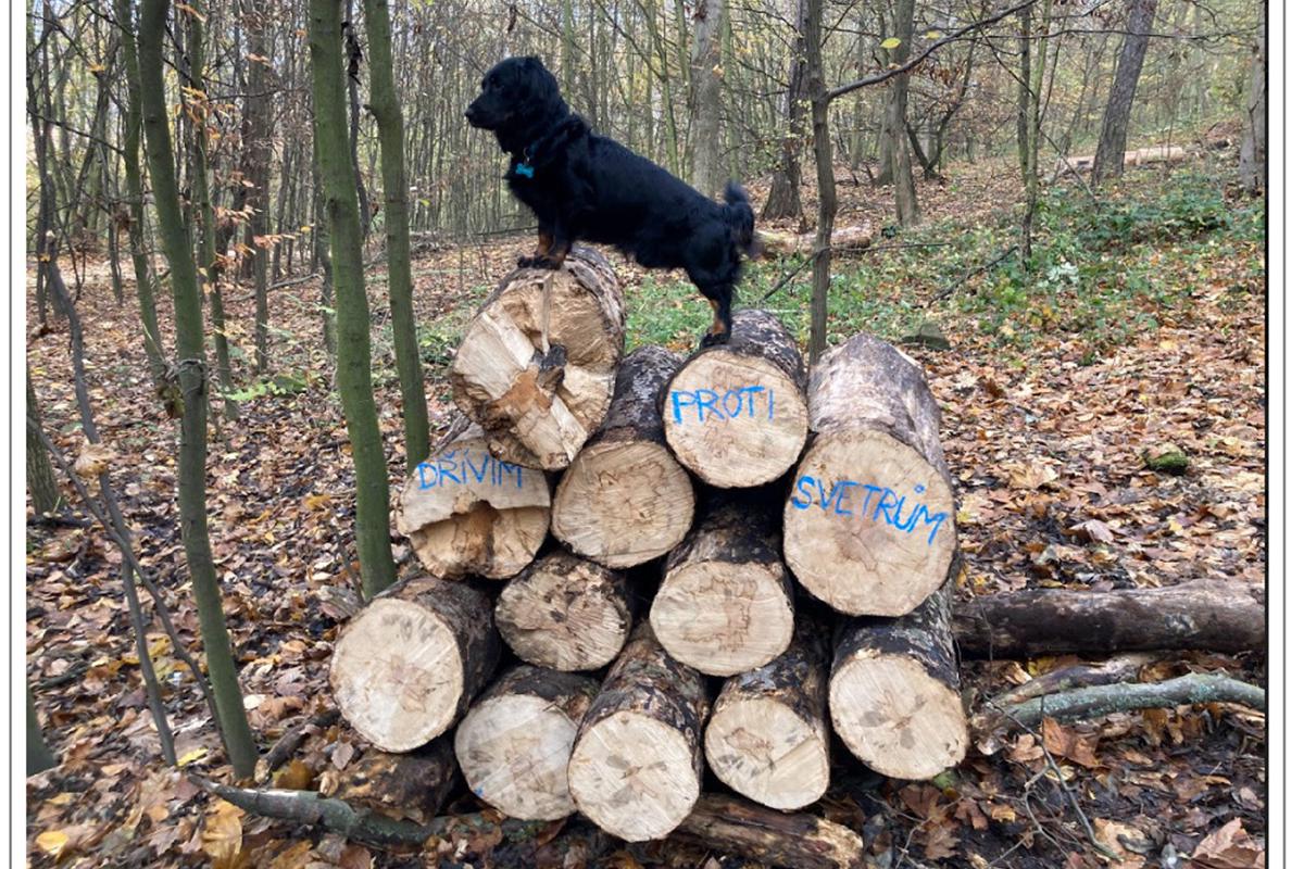 Dřevorubectví Petr Roh
