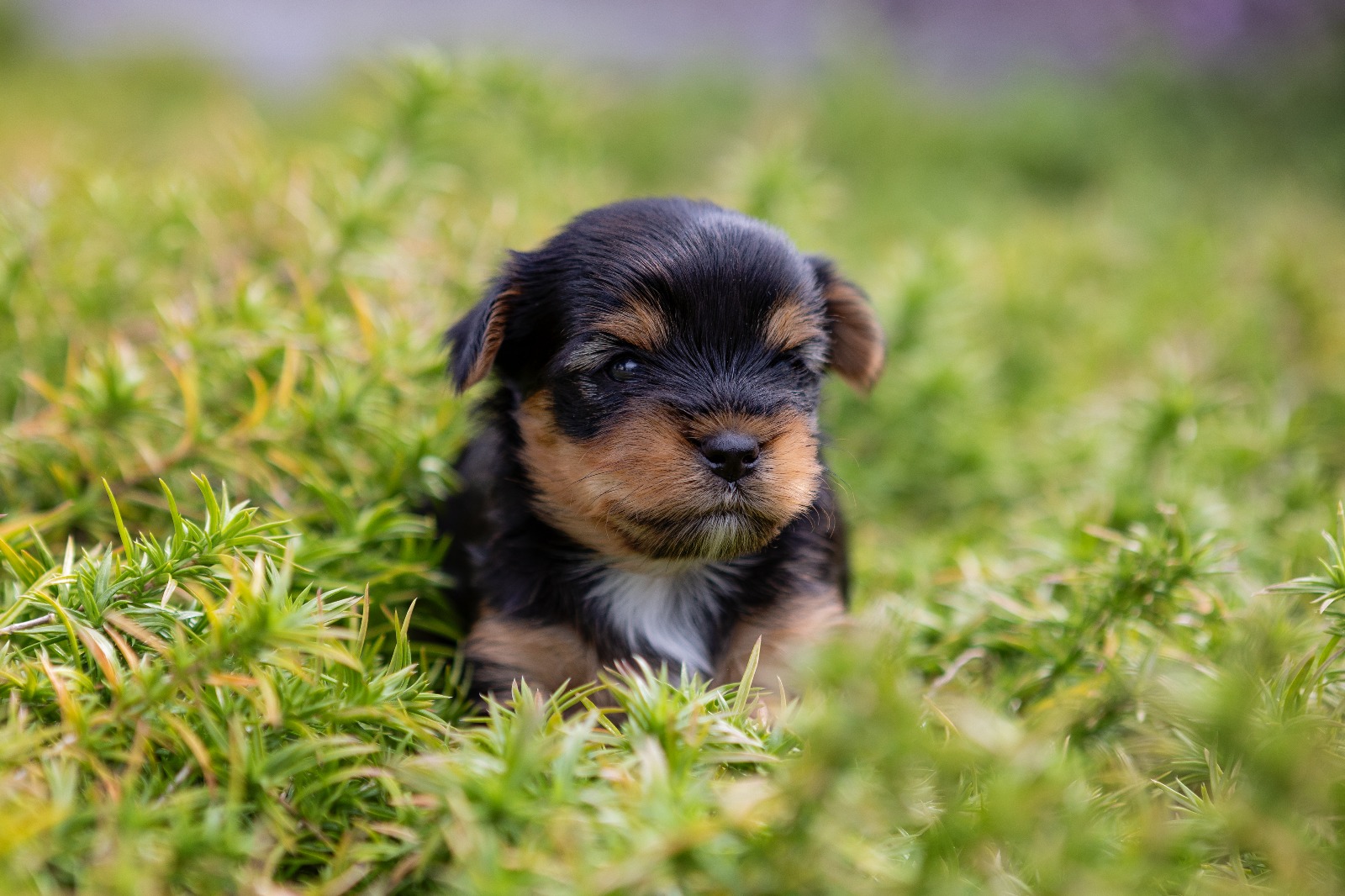 Chovatelská stanice VON OLD River foto 3