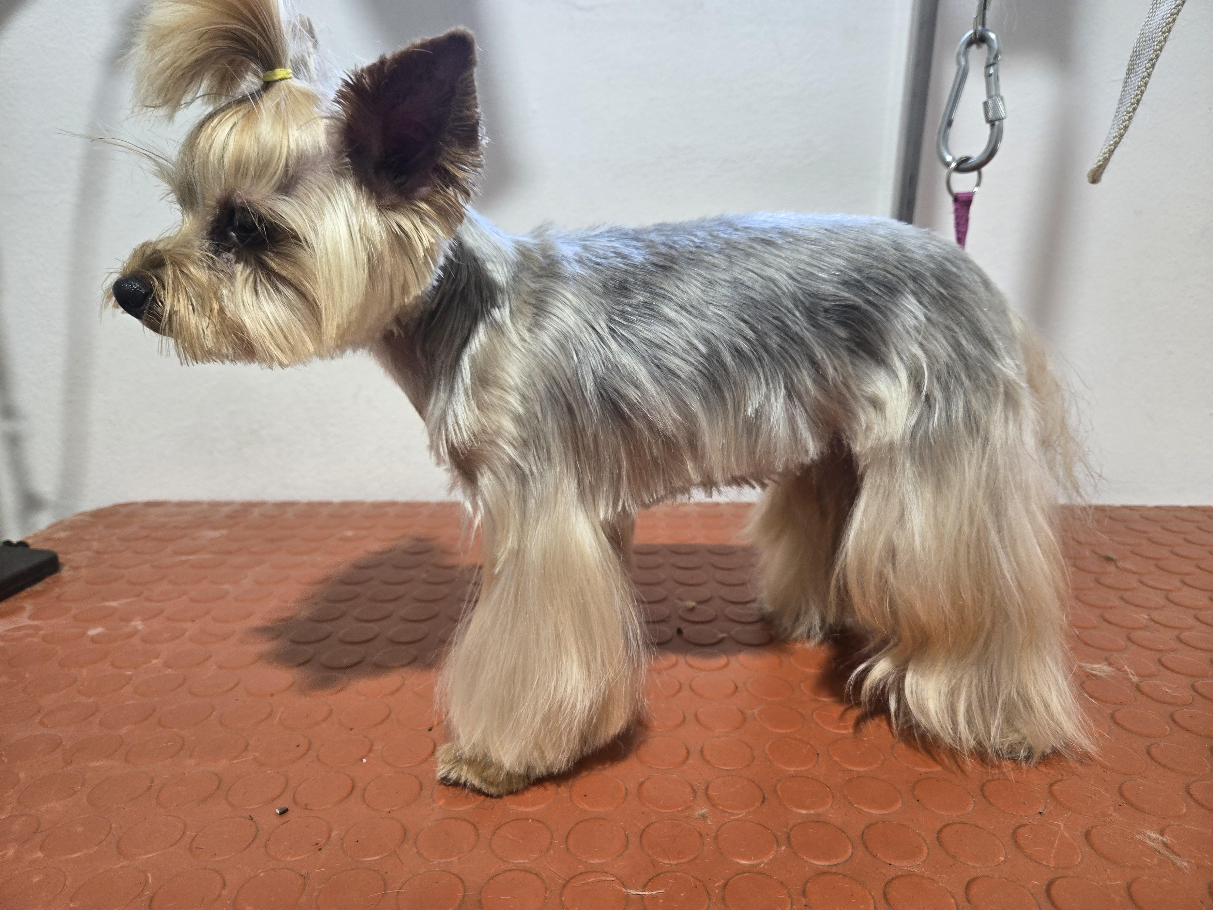 Petra Kratochvílová stříhání psů foto 5