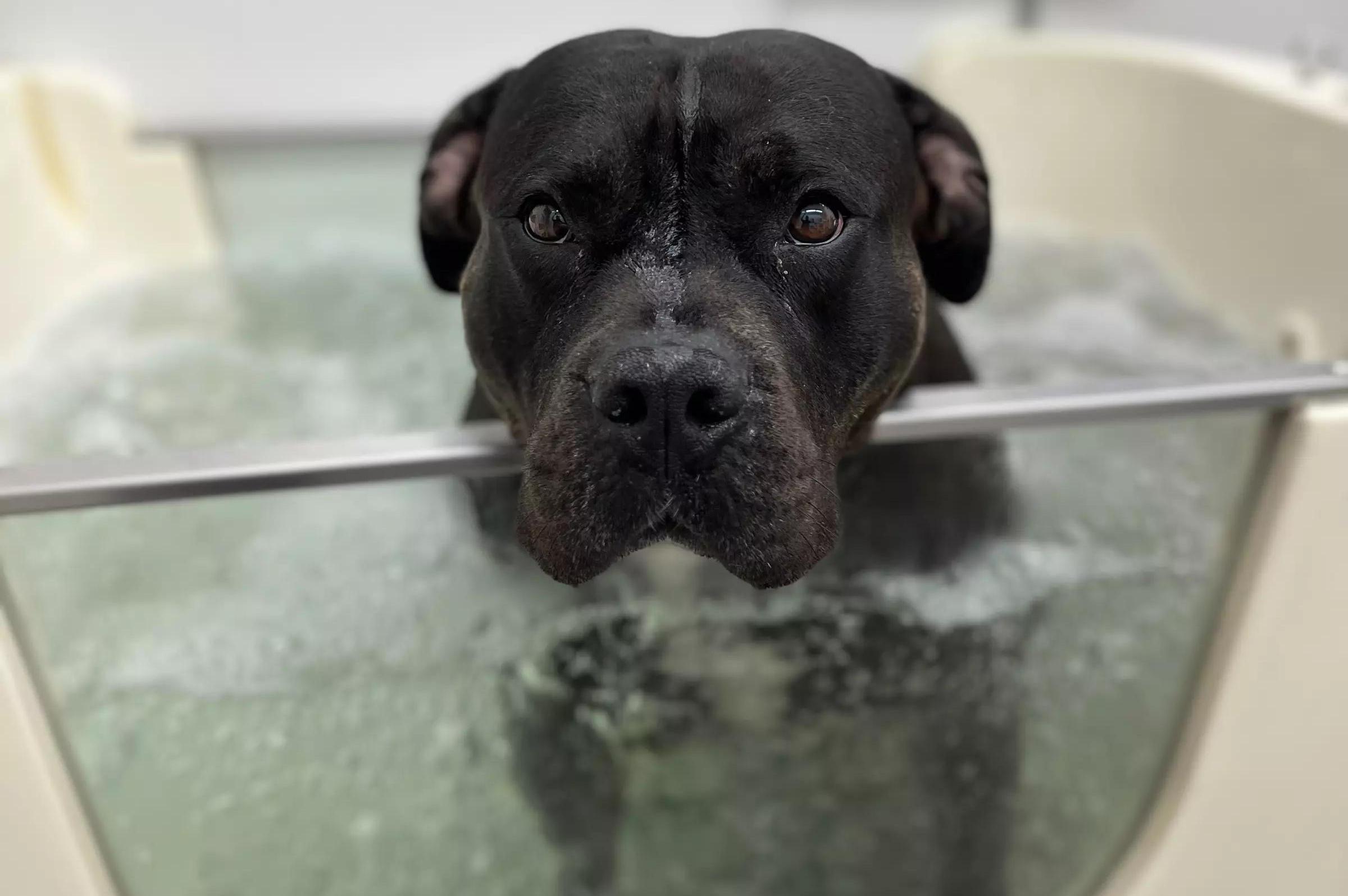 PET CARE
