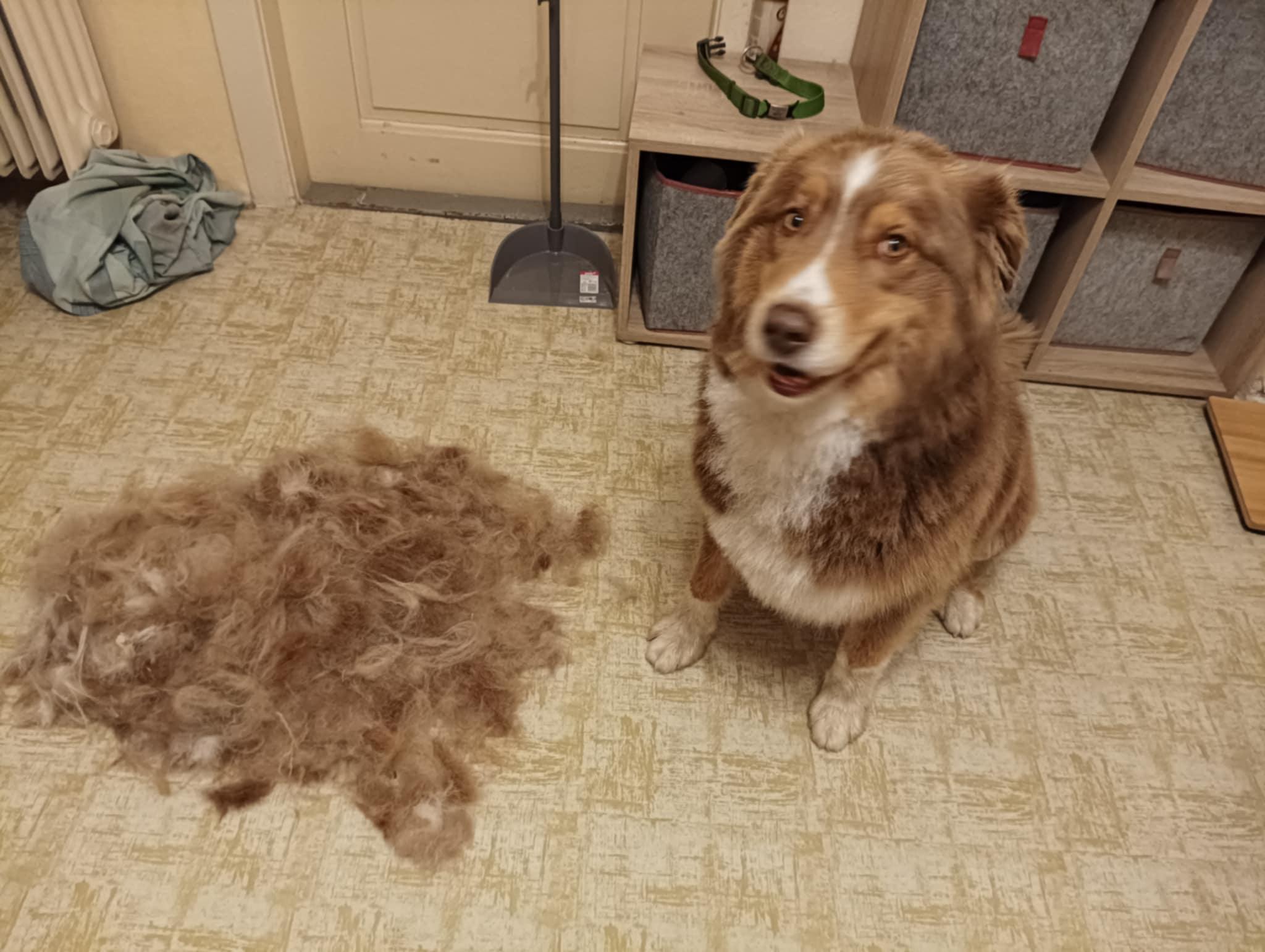 Hana Plzová - Prommerová - Stříhání psů foto 2