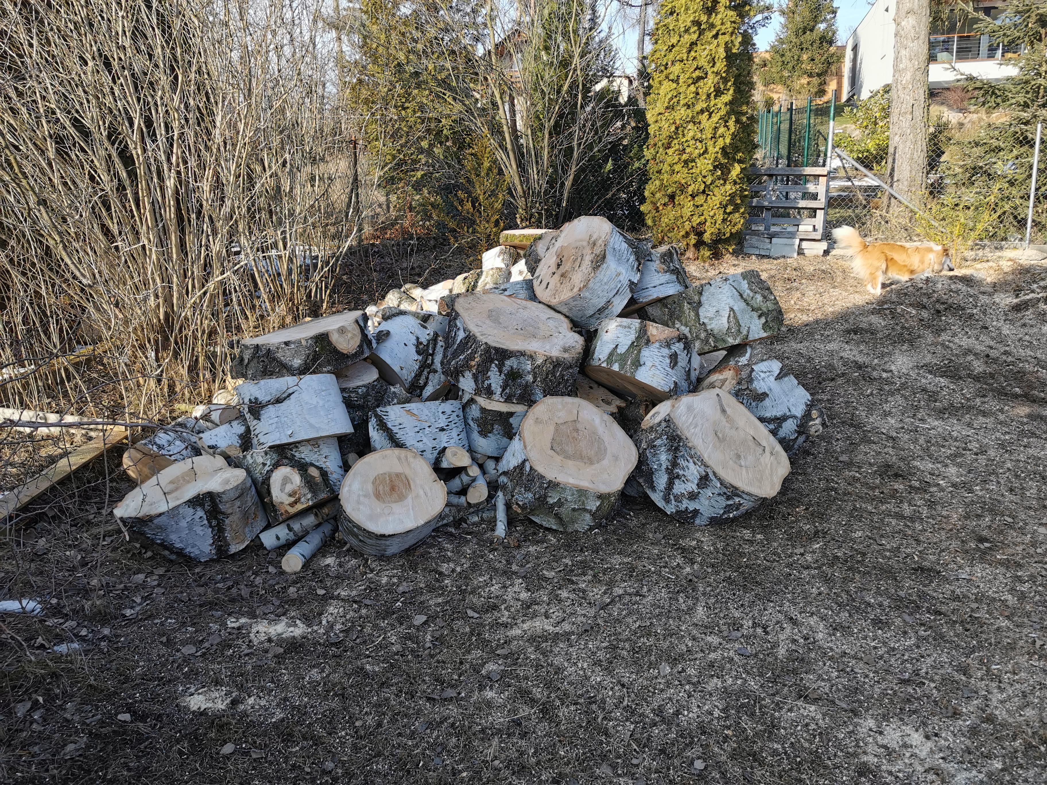 Rizikové kácení stromů - Václav Dufek foto 5