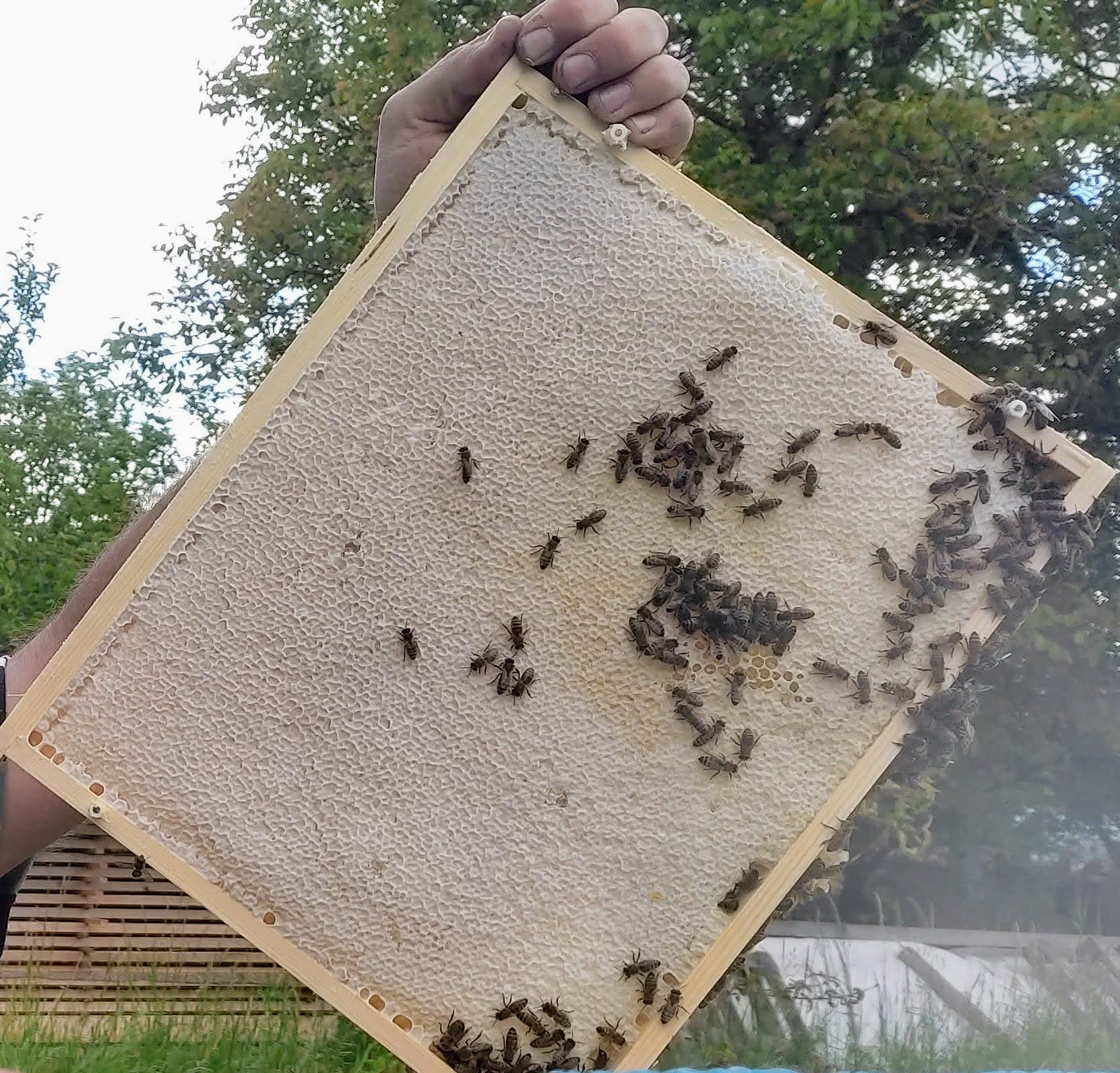 Perfektní med poctivé rodinné včelařství manželé Kubovi foto 5