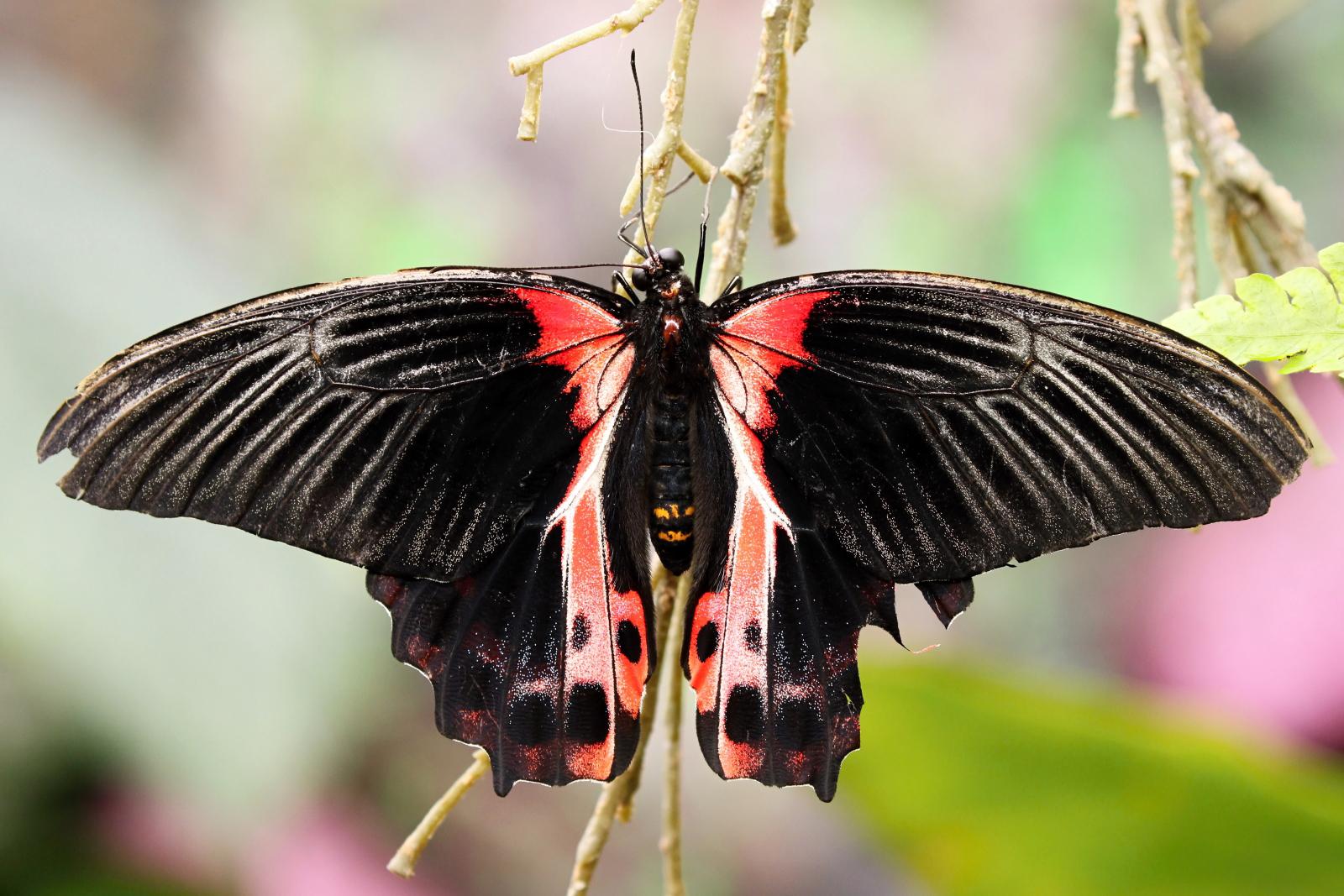 Papilonia – motýlí dům Lipno