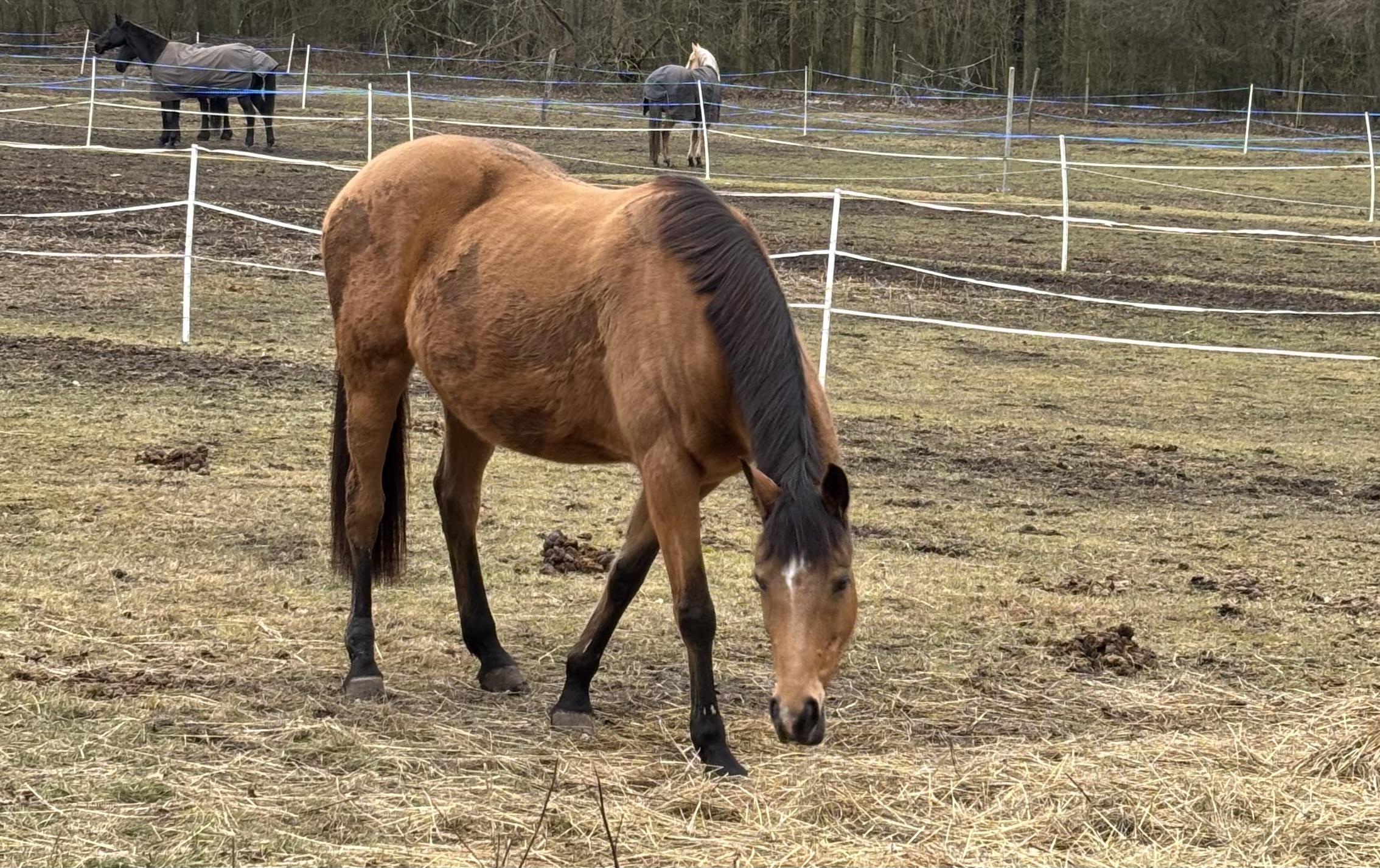 Lesní statek Bědovice