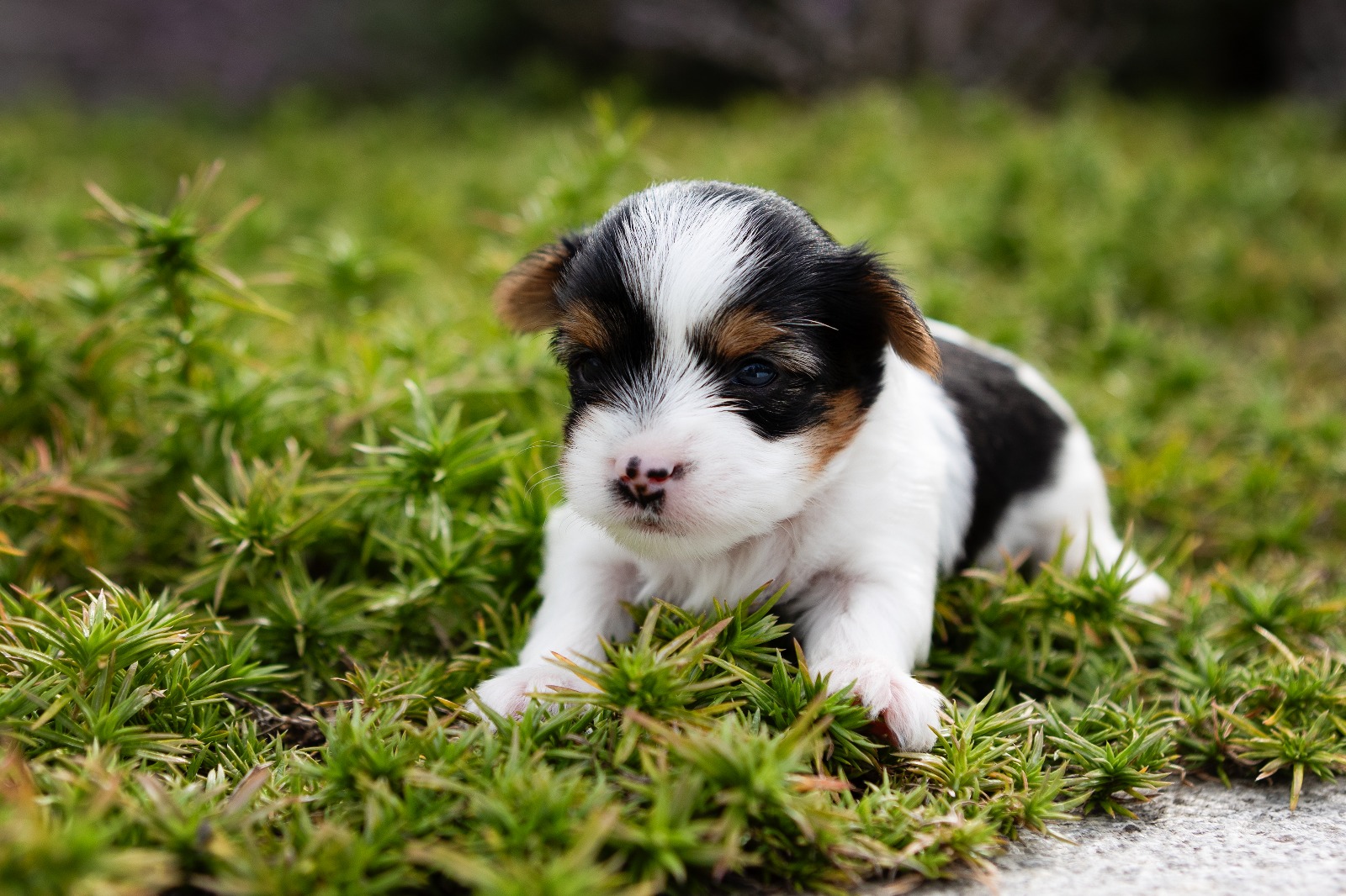 Chovatelská stanice VON OLD River foto 4
