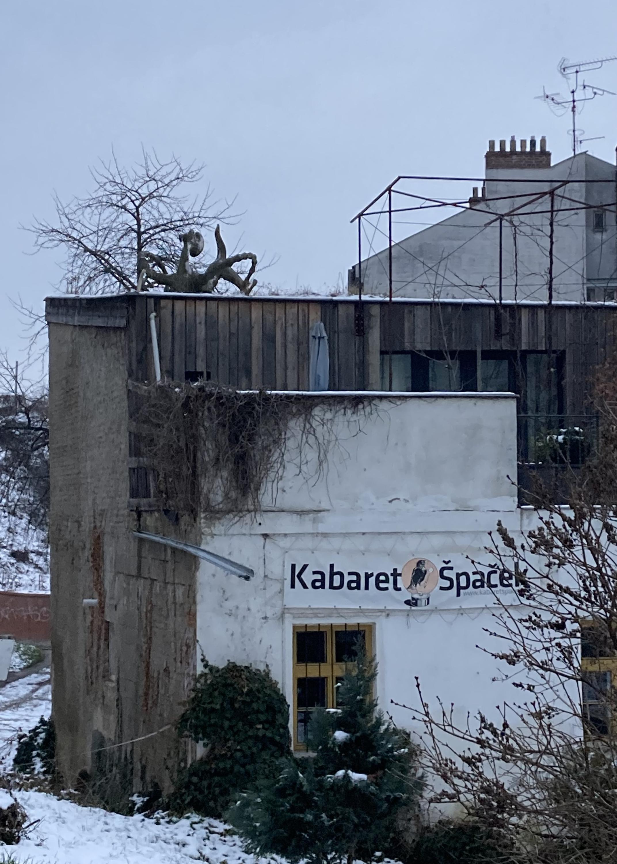 Špaček foto 2