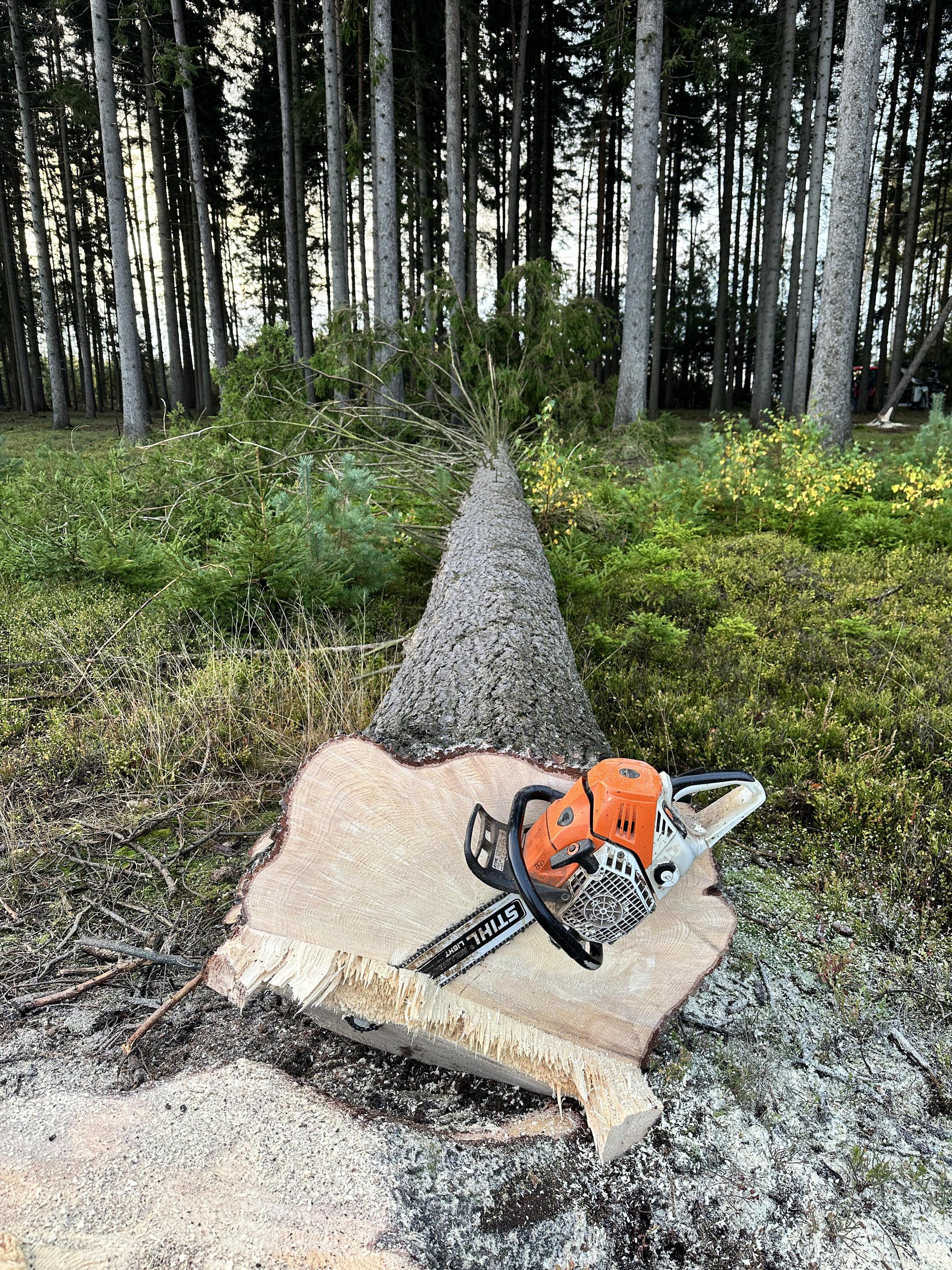 Lesnické a zemní práce Jakub Glas foto 3
