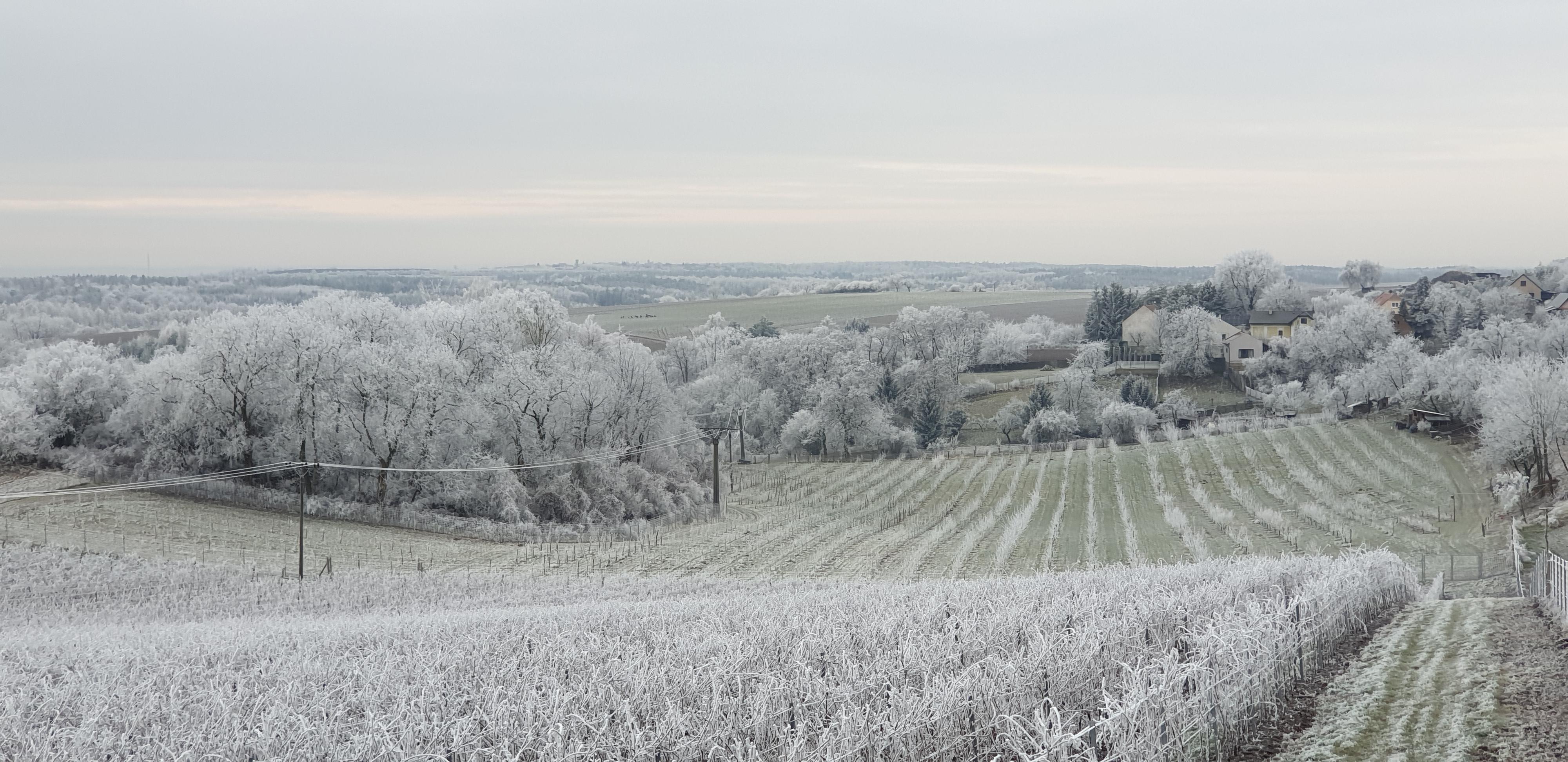 Řepínský vinohrad Štěpán foto 5