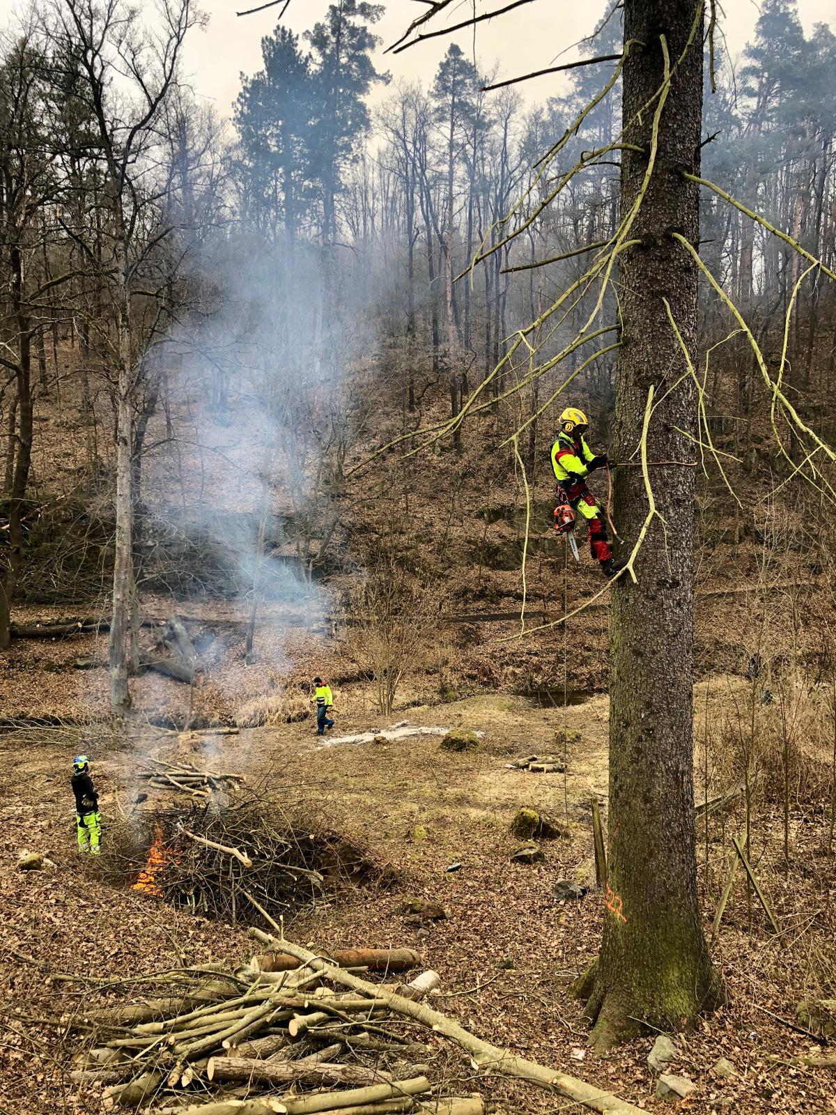 Bronislav Říčka - Rizikové kácení, údržba zeleně foto 2