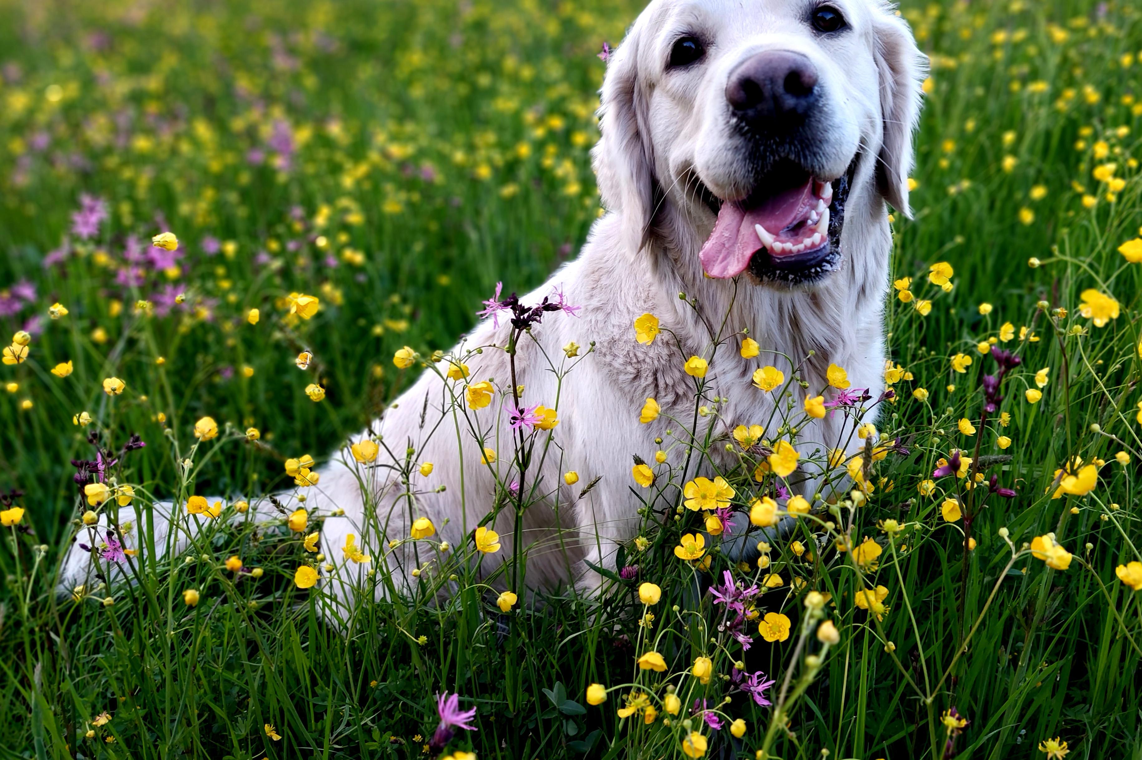 Kynologické cvičiště BRIT - Karel Stehlík