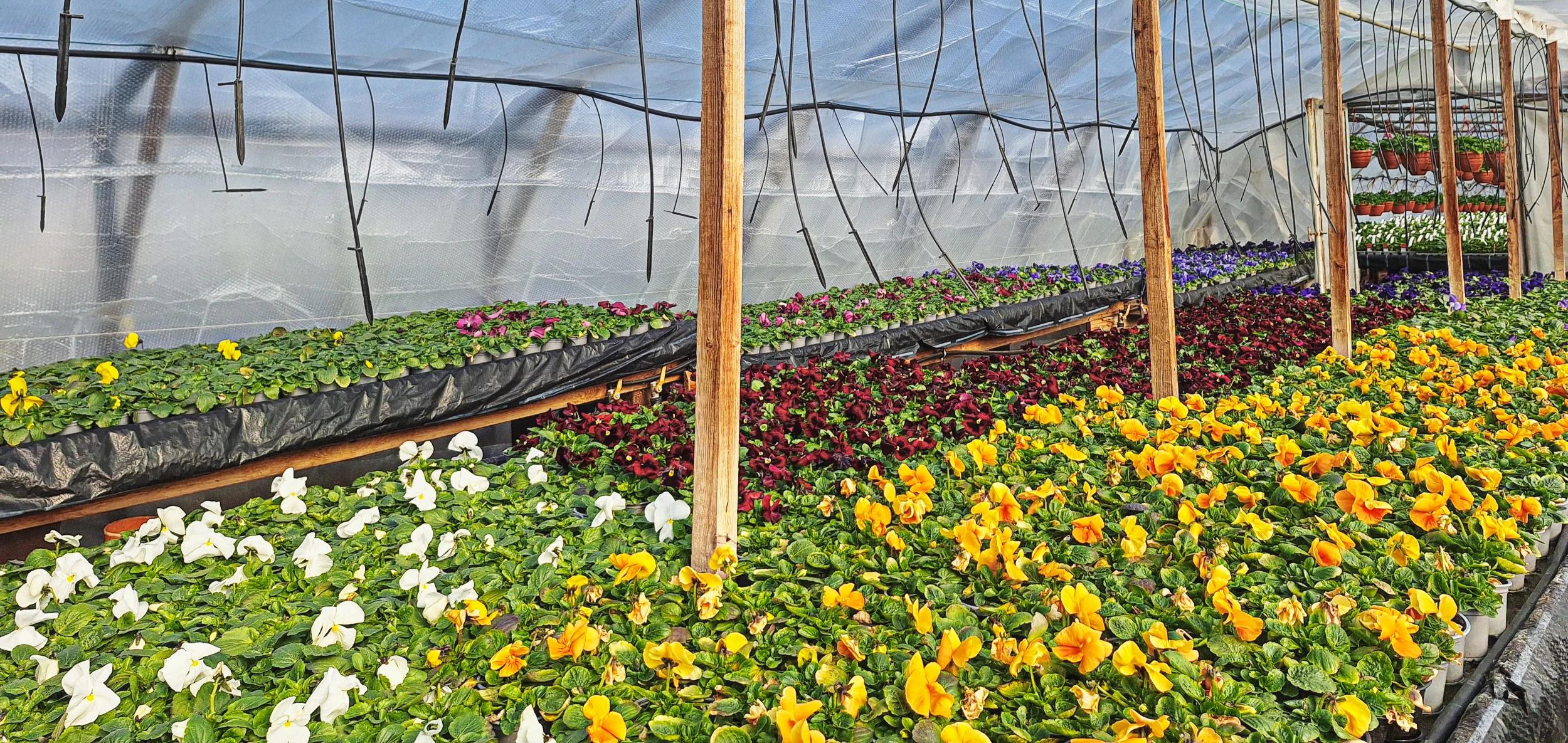 Klášterní zahradnictví ZEN foto 3