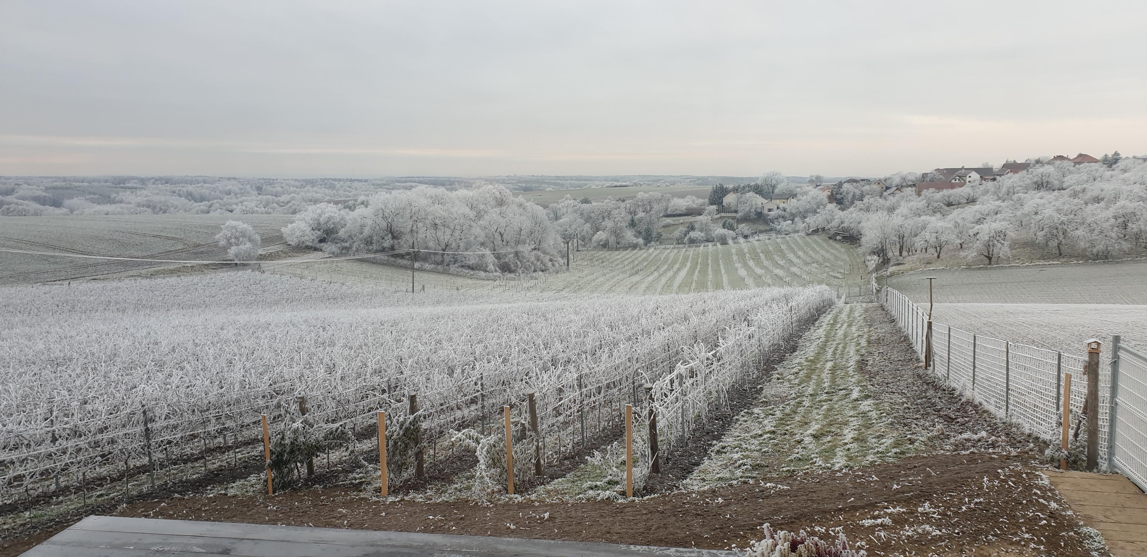 Řepínský vinohrad Štěpán foto 6