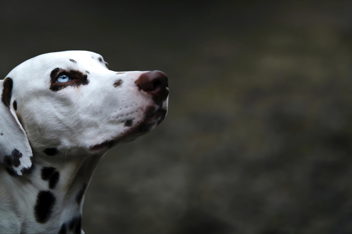 Kremace zvířat Fatima