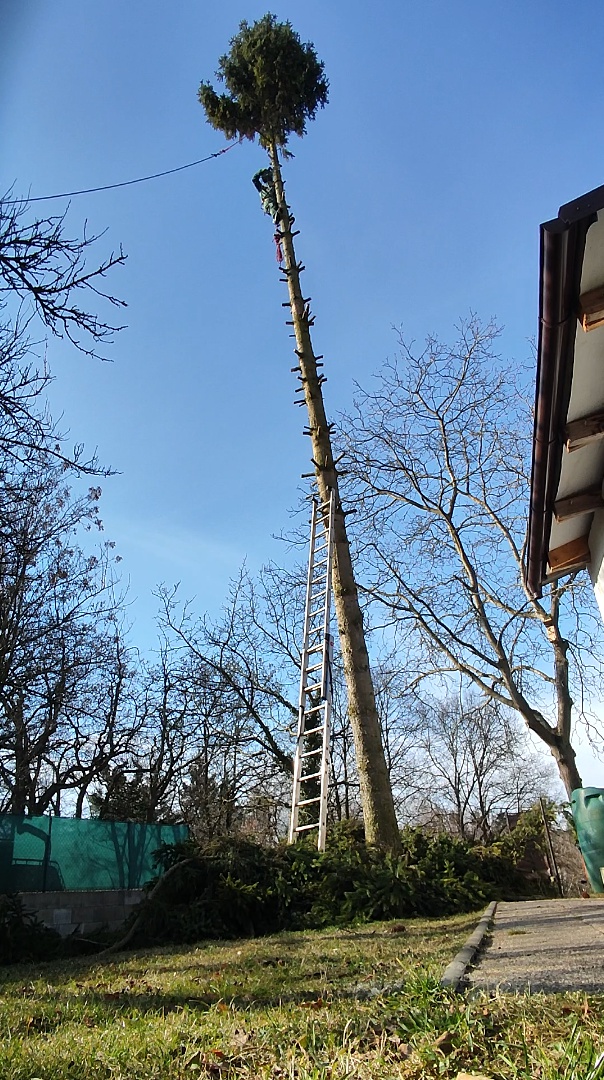 Petr Vocásek - rizikové kácení foto 4