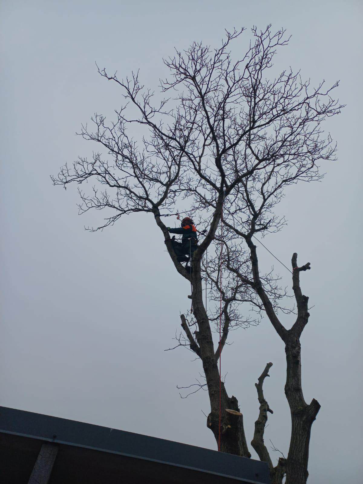 Petr Vocásek - rizikové kácení foto 3