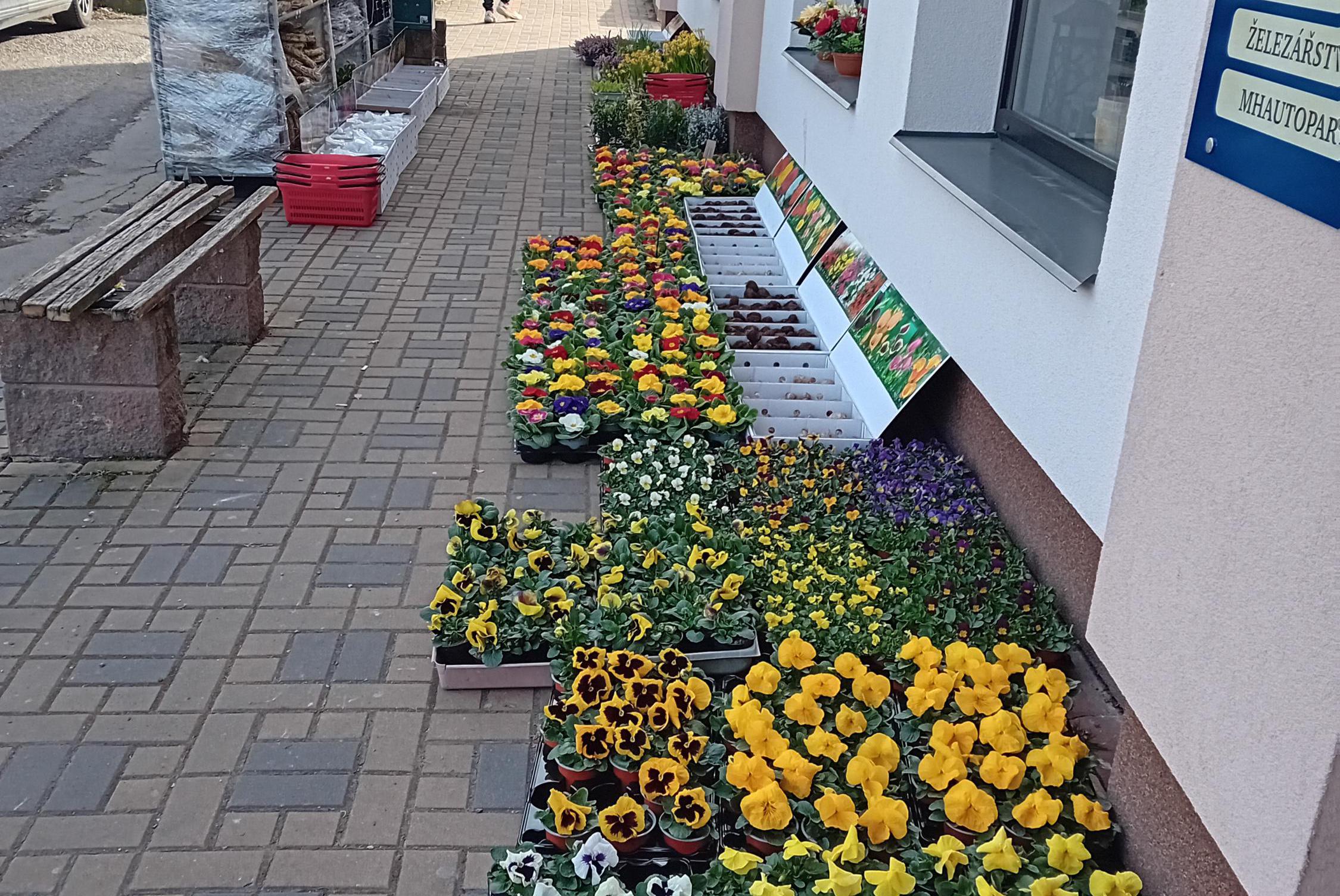 Květiny Šárka Mlčochová