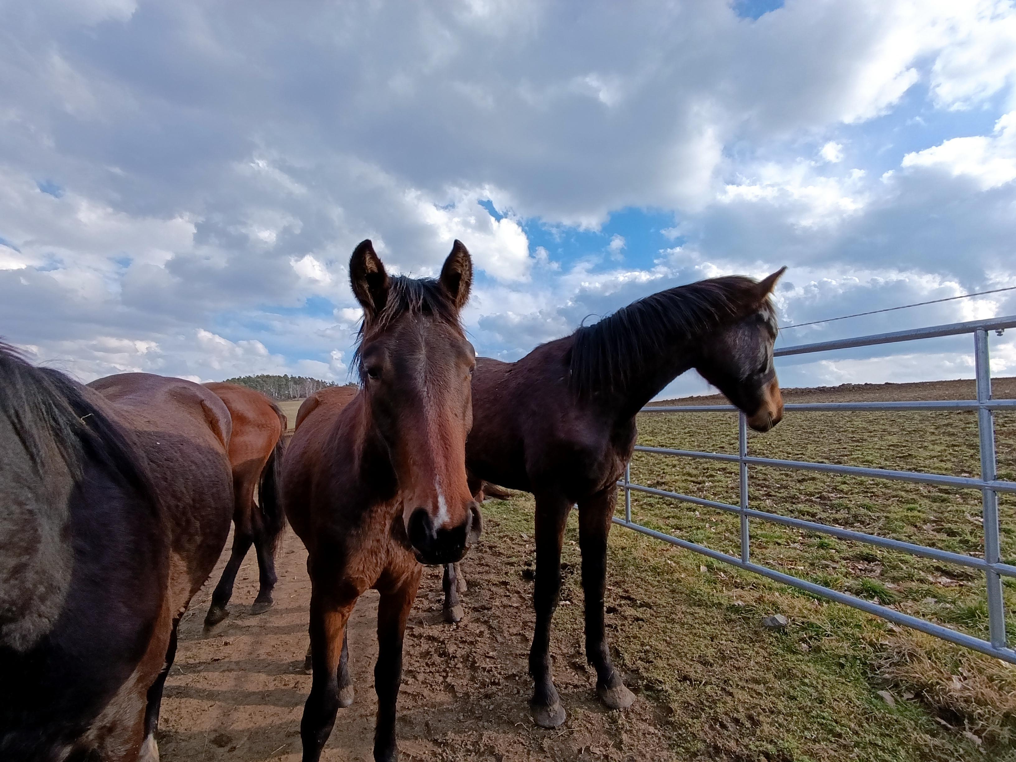 Jezdecký areál Zduchovice foto 6