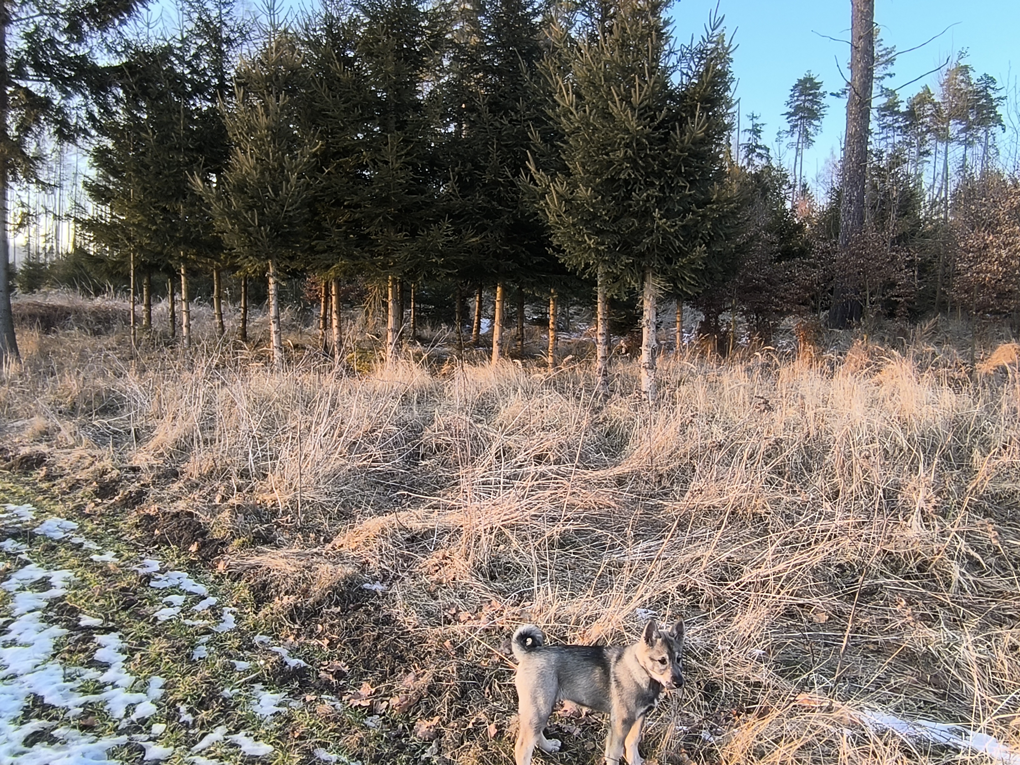 Práce v lesnictví Ondřej Bodocký foto 3