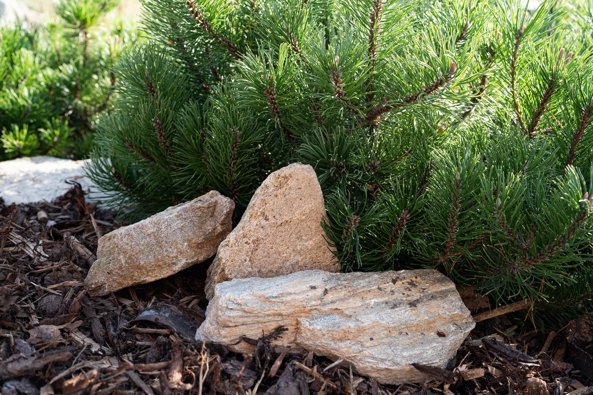 Koťátko s.r.o. foto 3