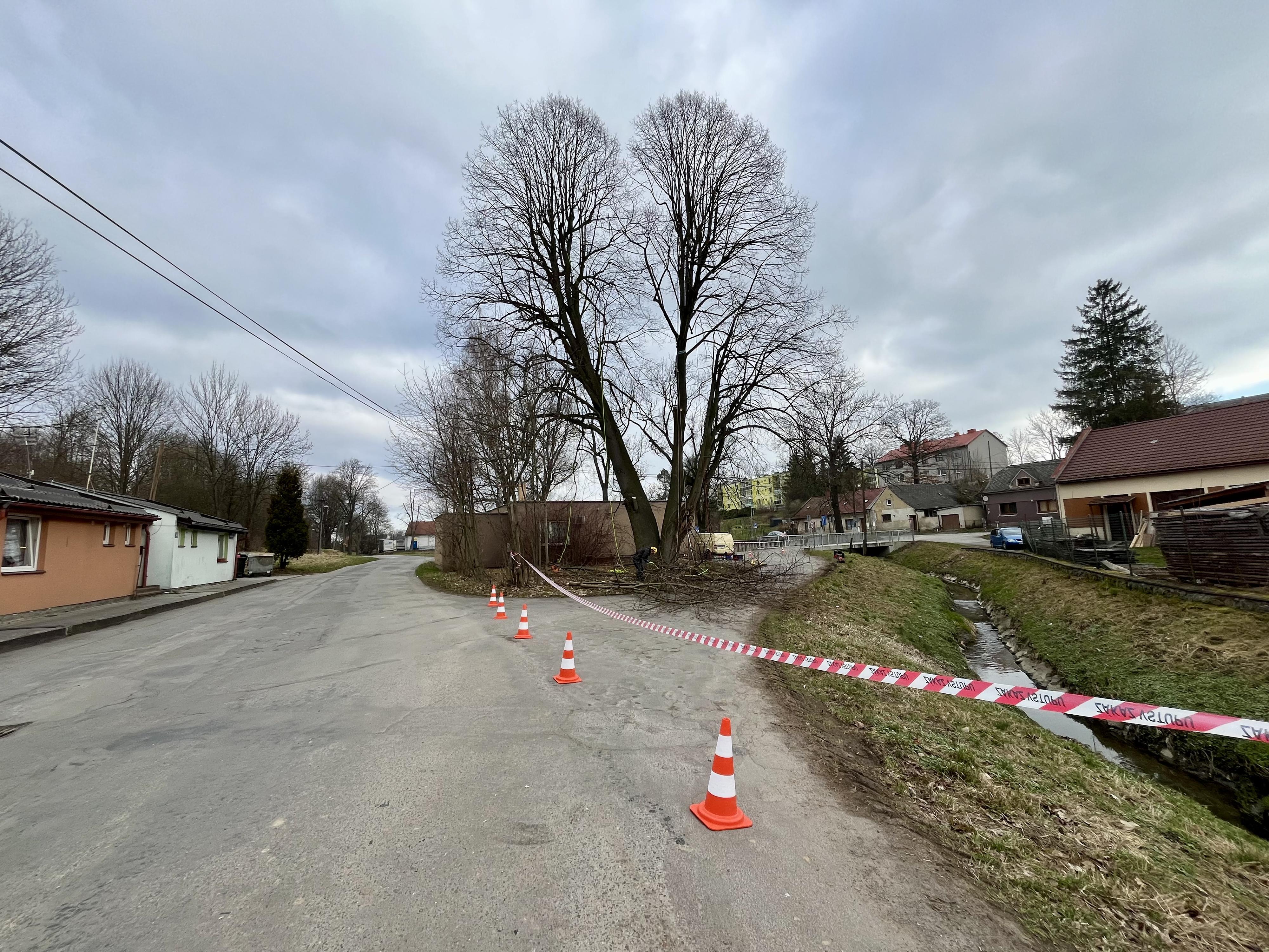 Lukáš Havelka - Rizikové kácení stromů foto 2