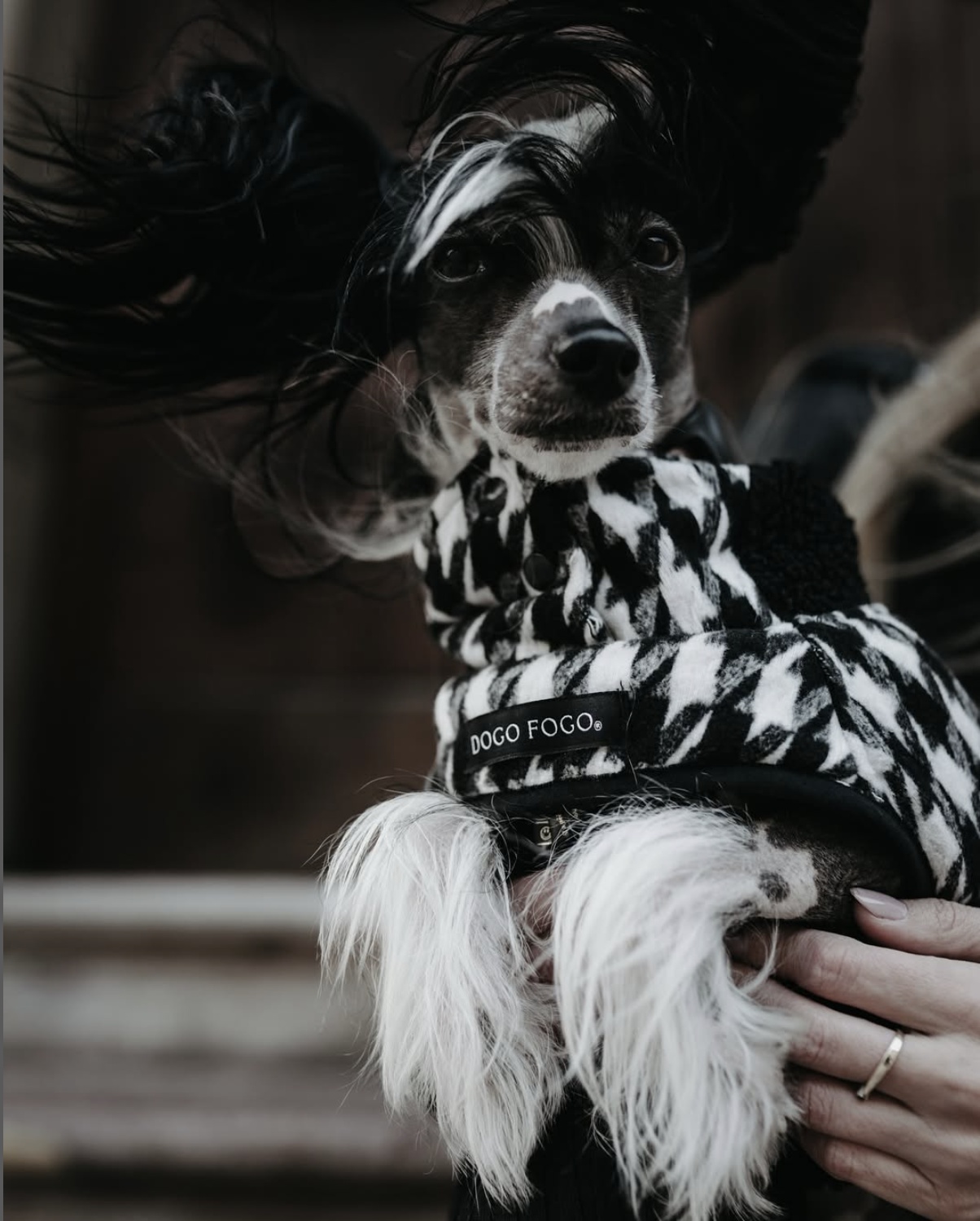 Dogofogo.cz foto 2