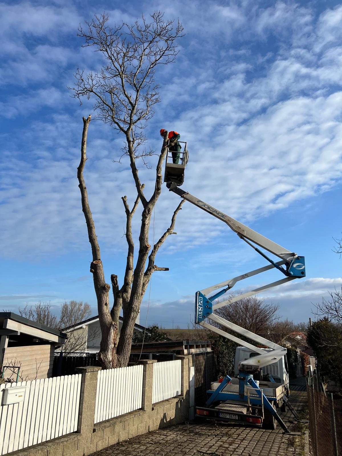 Petr Vocásek - rizikové kácení foto 2